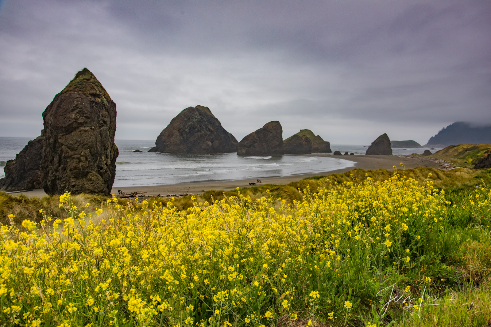 Flowers on the Coast at Pistol River