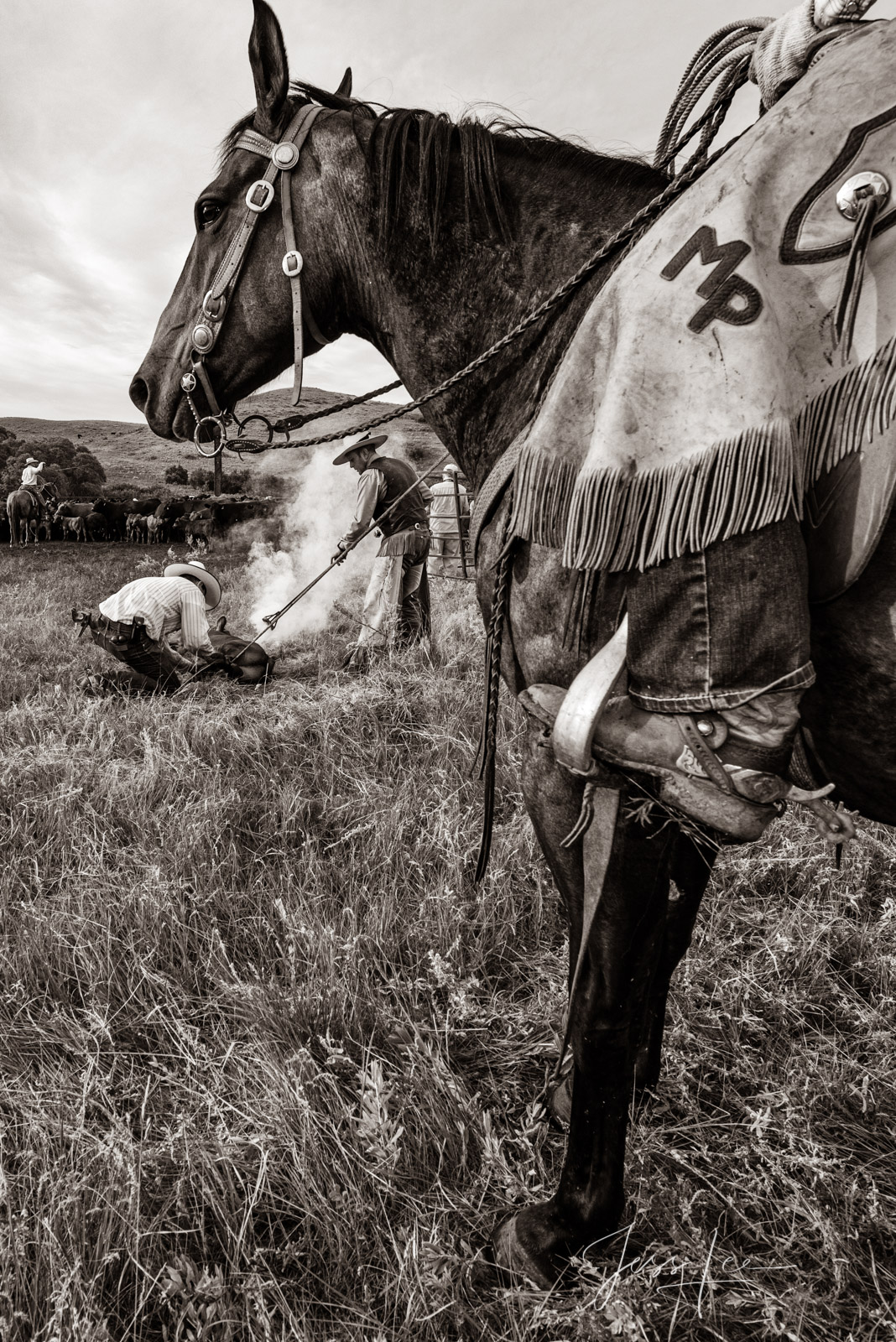 Branding cows.