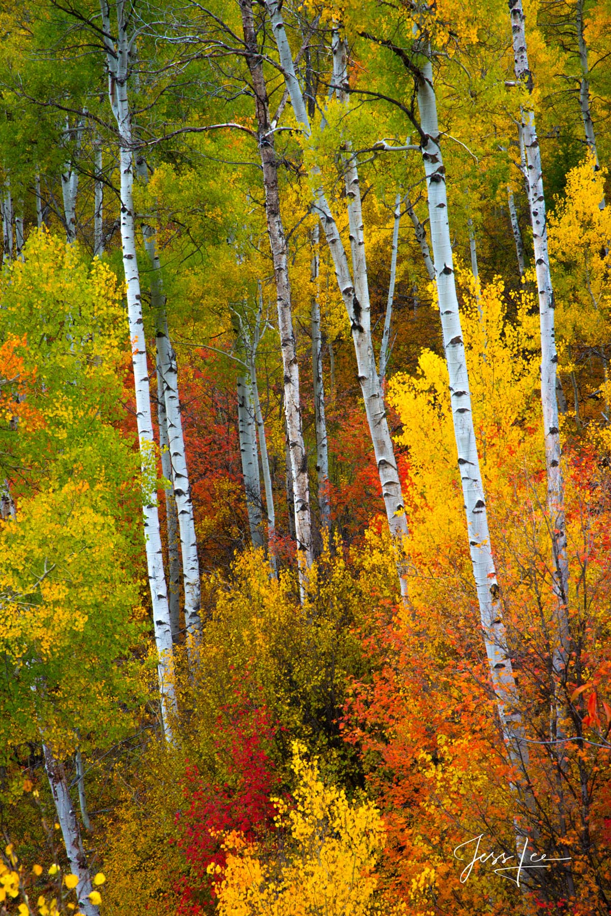 Limited Edition of 50 Exclusive high-resolution Museum Quality Fine Art Prints of Vertical Tree Landscapes. Photos copyright ©...