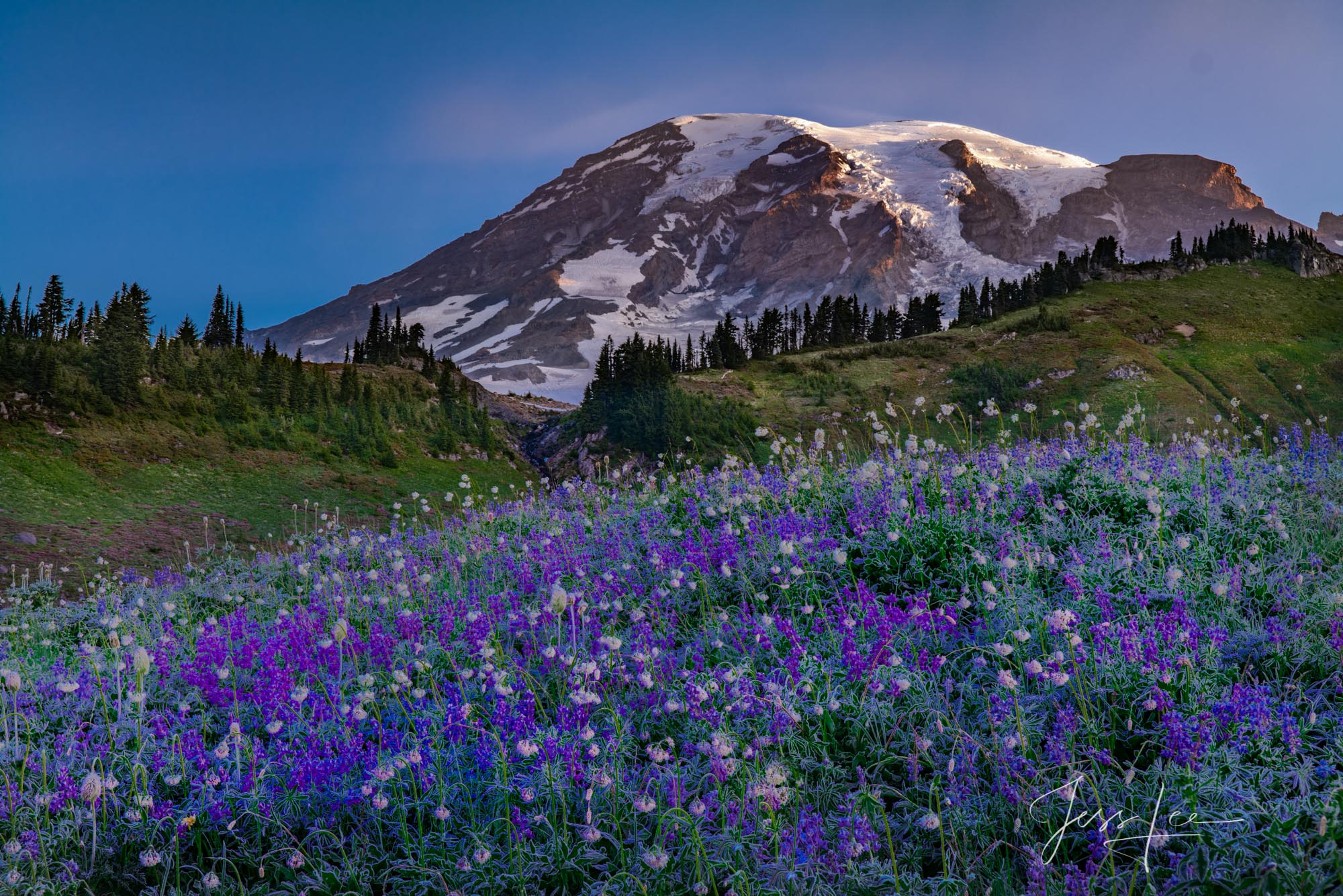 Photo of Blue-Purple Lupine Flowers and Mount Rainier.