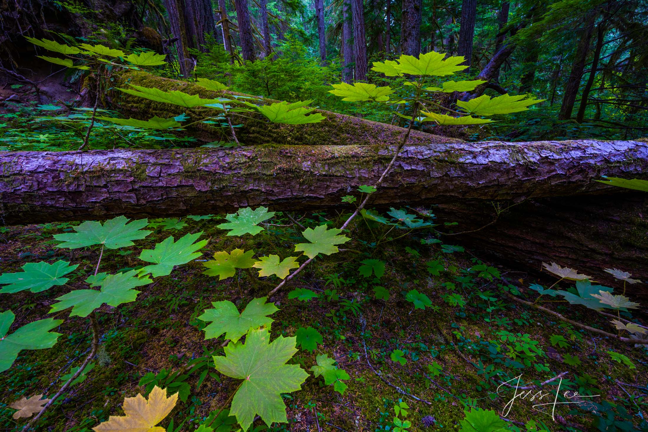 Fallen Silence a limited edition Fine Art Photographic Print of the forest on the slopes of Mt Rainer National Park.