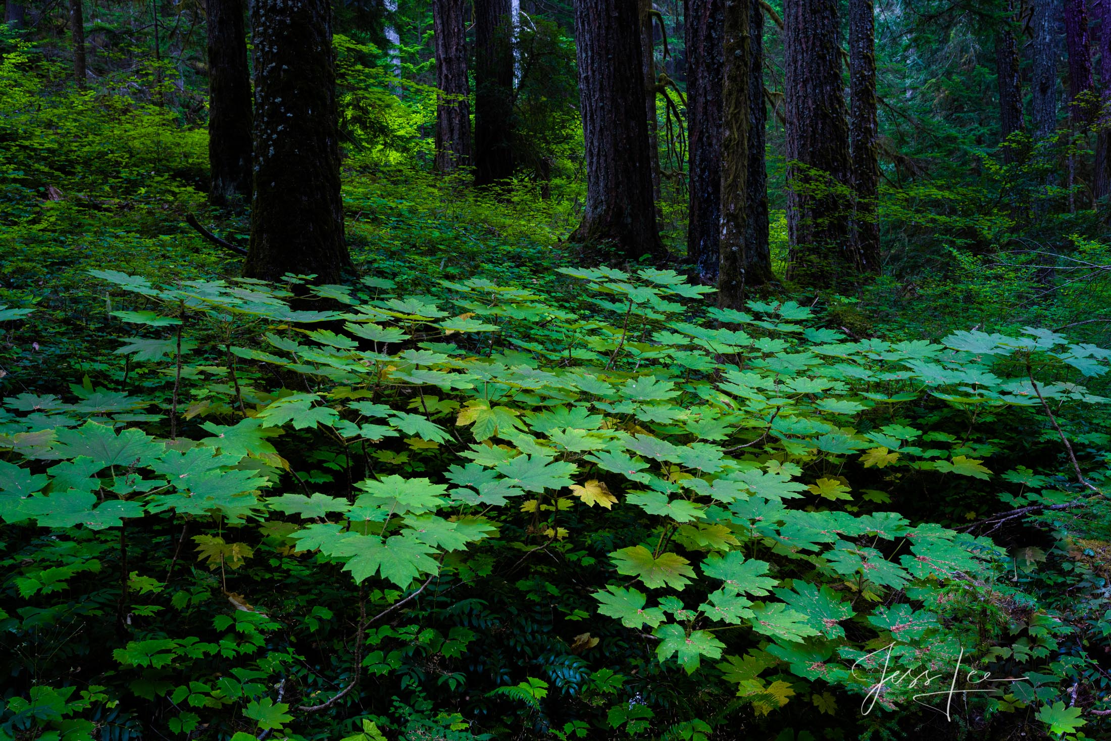 The Green Way,  A limited edition Fine Art Photographic Print of the forest on the slopes of Mt Rainer National Park.