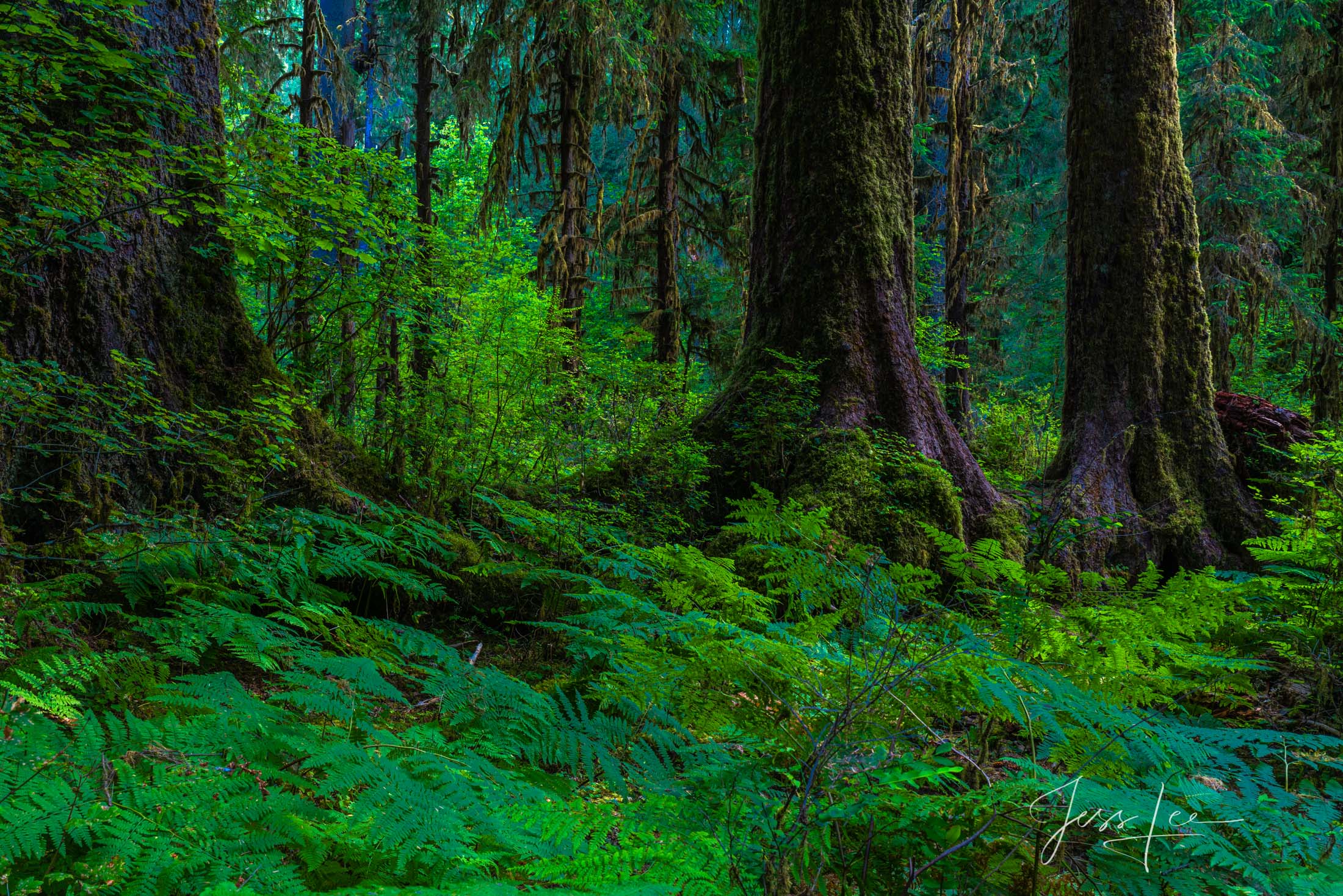 Bring the beauty of the Hoe Rainforest into your home with Jess Lee's limited edition fine art photography print The Three Brothers...