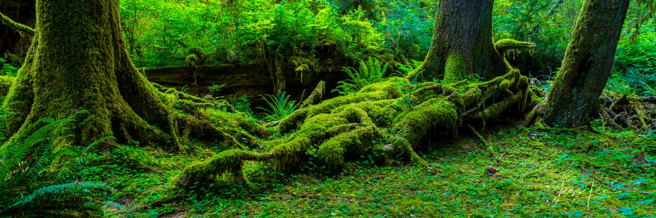 Bring the beauty of the Hoe Rainforest into your home with Jess Lee's limited edition fine art photography print Reaching Out...