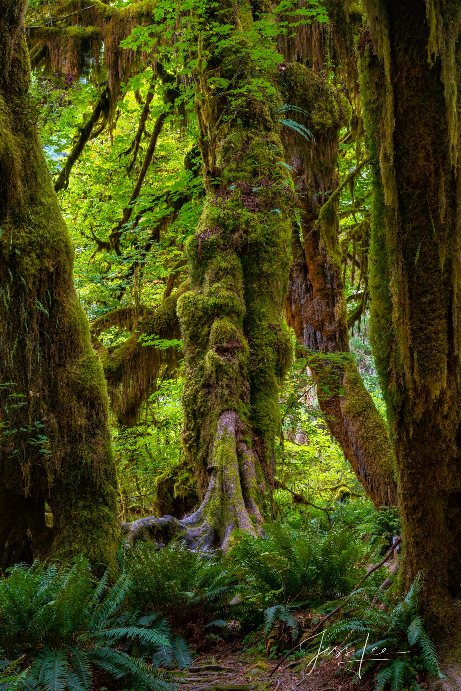 Tree Photography Print Rain forest