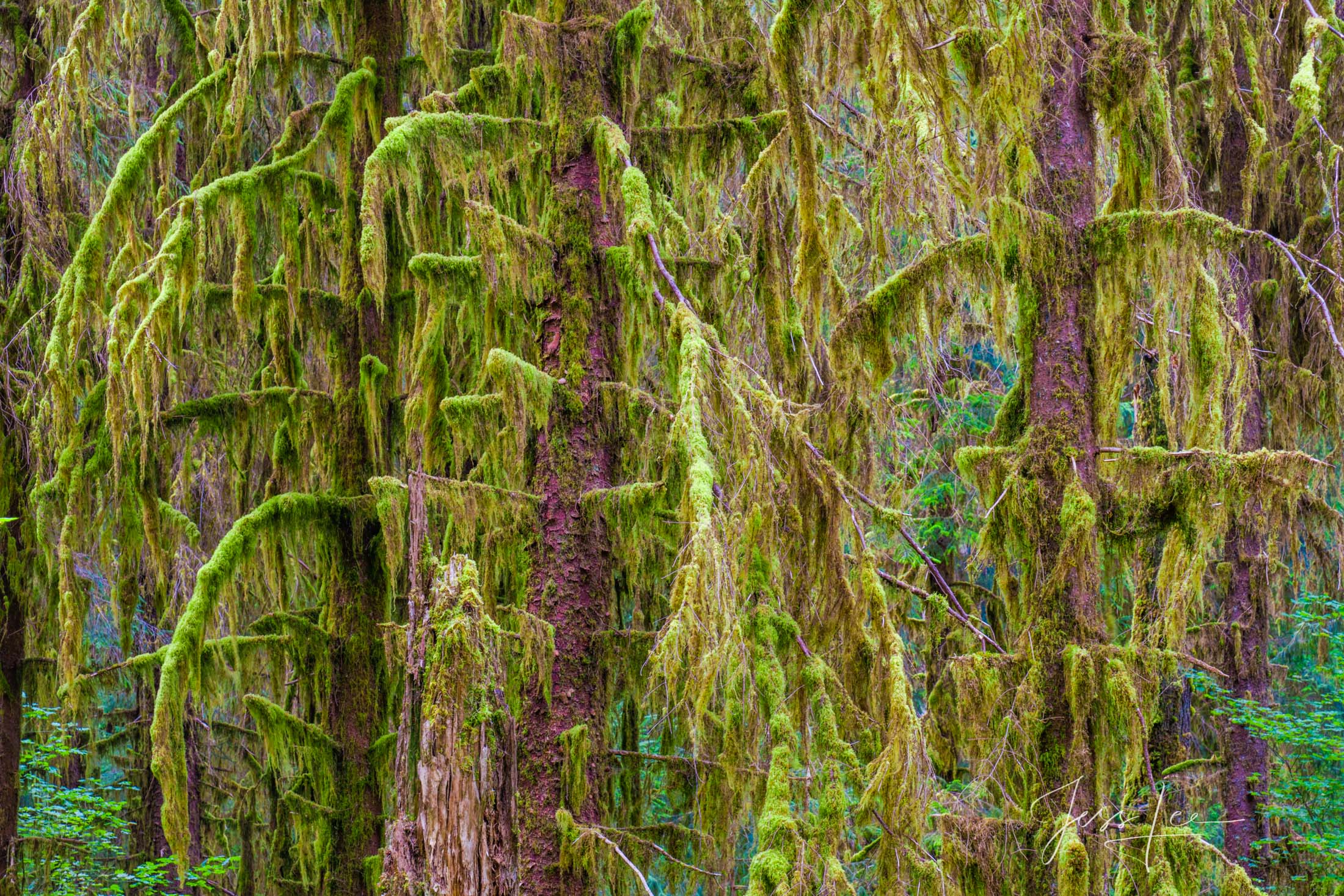 Brambals Bring the beauty of the Hoe Rainforest into your home with Jess Lee's limited edition fine art photography print Brambals from...