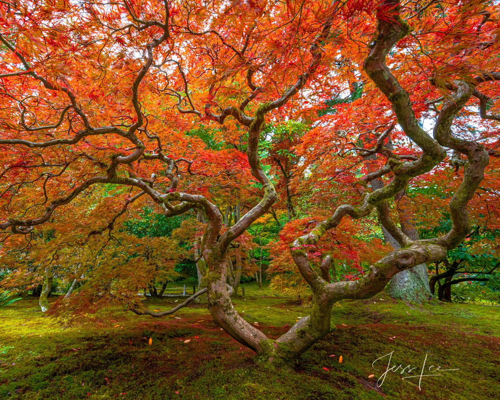 A limited edition fine art photographic print of 50 archival Museum Quality artworks of this beautiful autumn flaming Maple Tree...