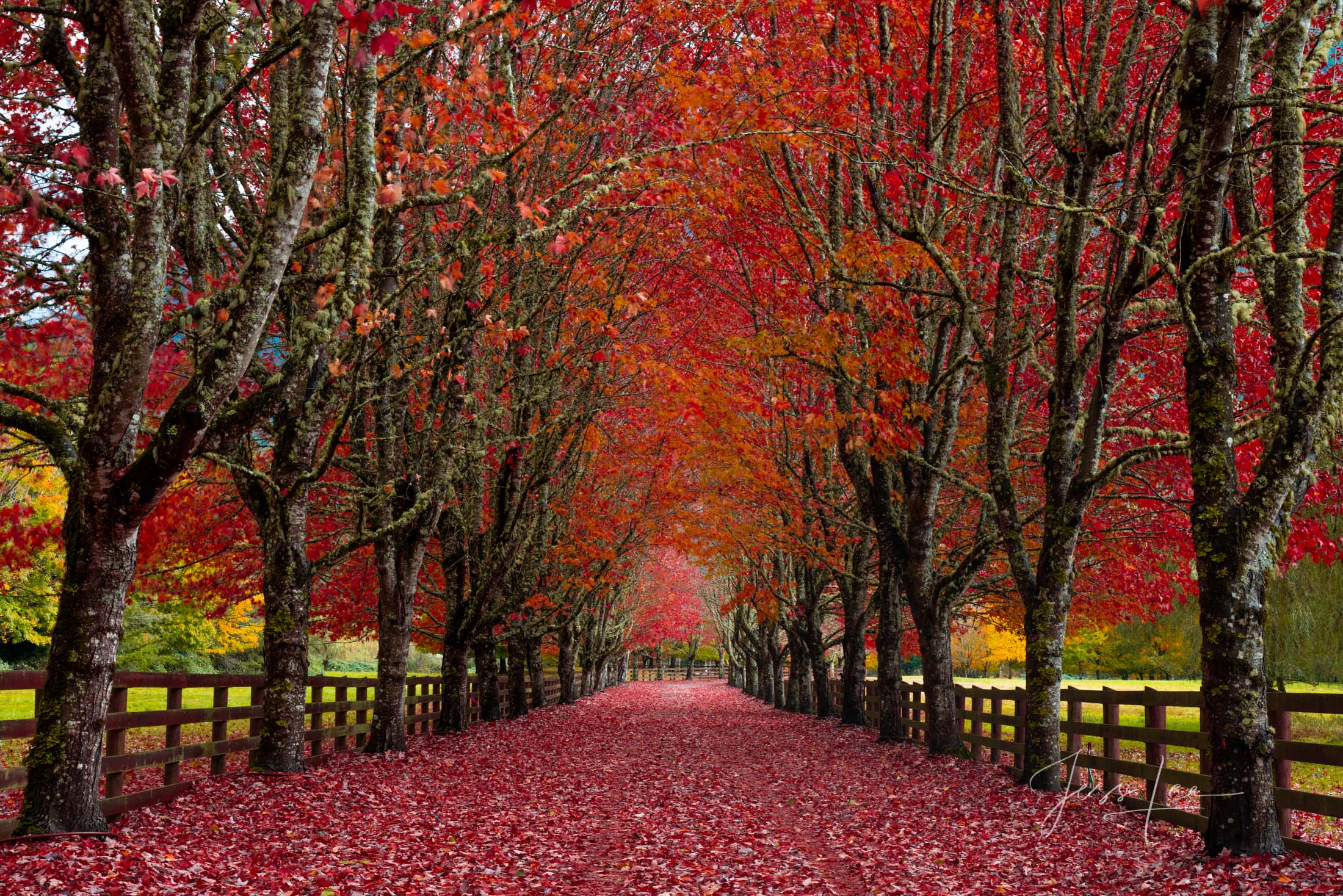 Fine Art Exclusive Limited Edition of 200 luxury prints.  This beautiful maple tree lined driveway cloaked in red leaves seems...