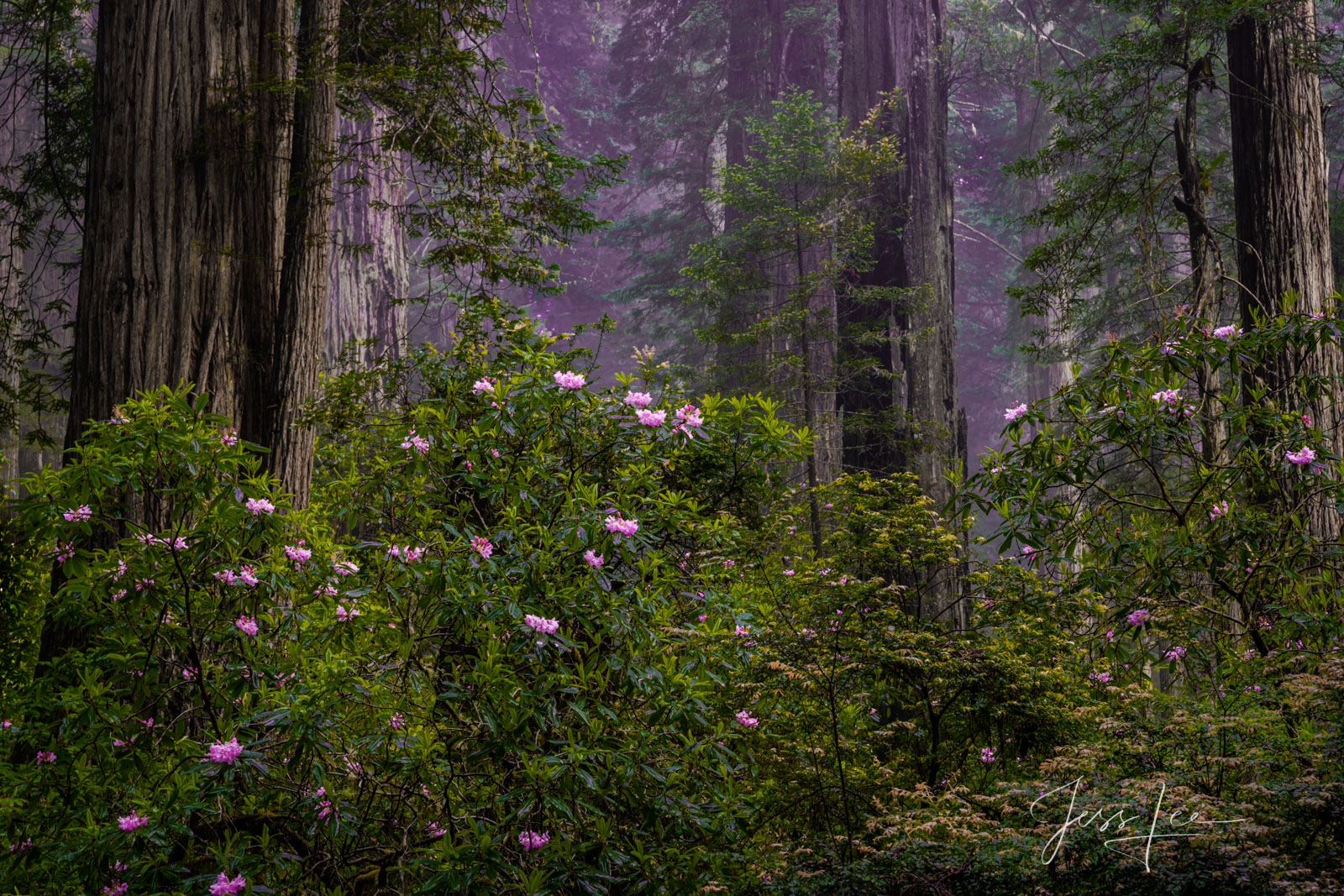 Rhododendrons and redwoods in the Redwood Forest.