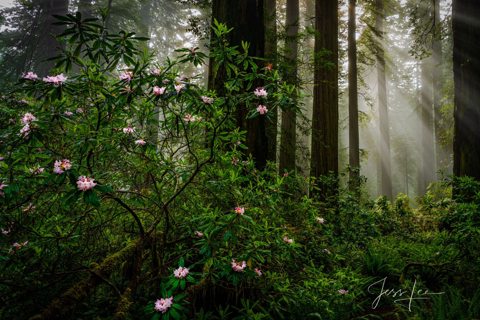 The Redwood Forest. | Click For Details Tree Photography Print Redwood Forest.