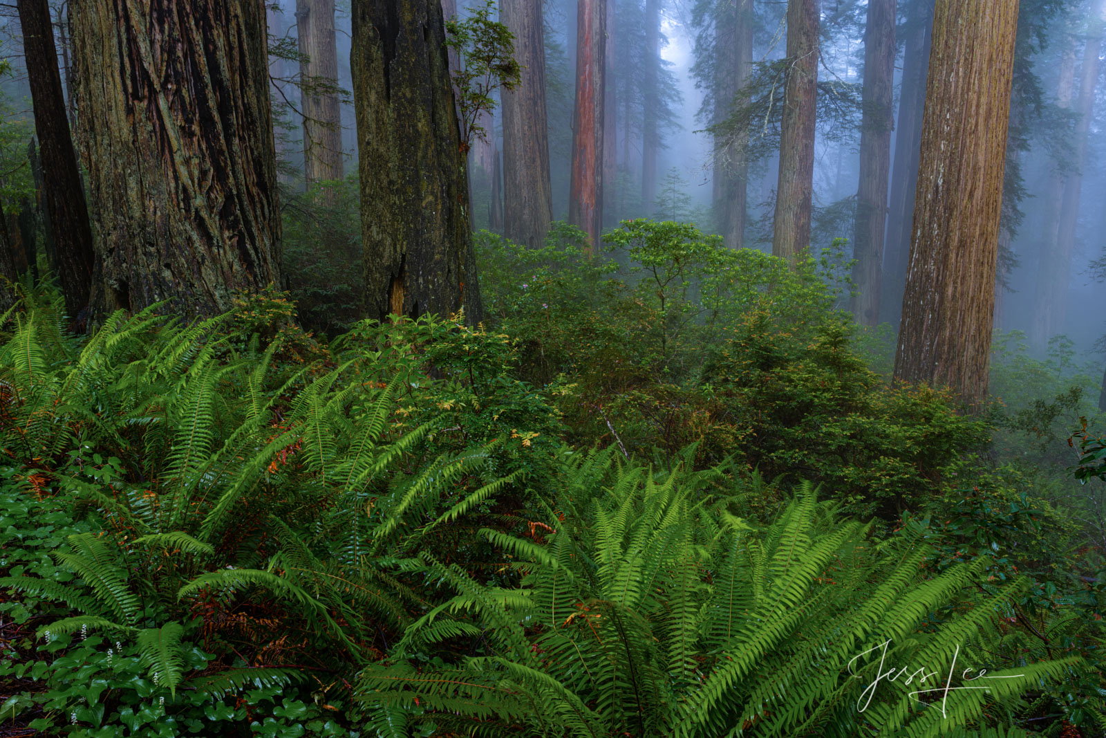 Rhododendrons and redwoods from the Redwood Forest.