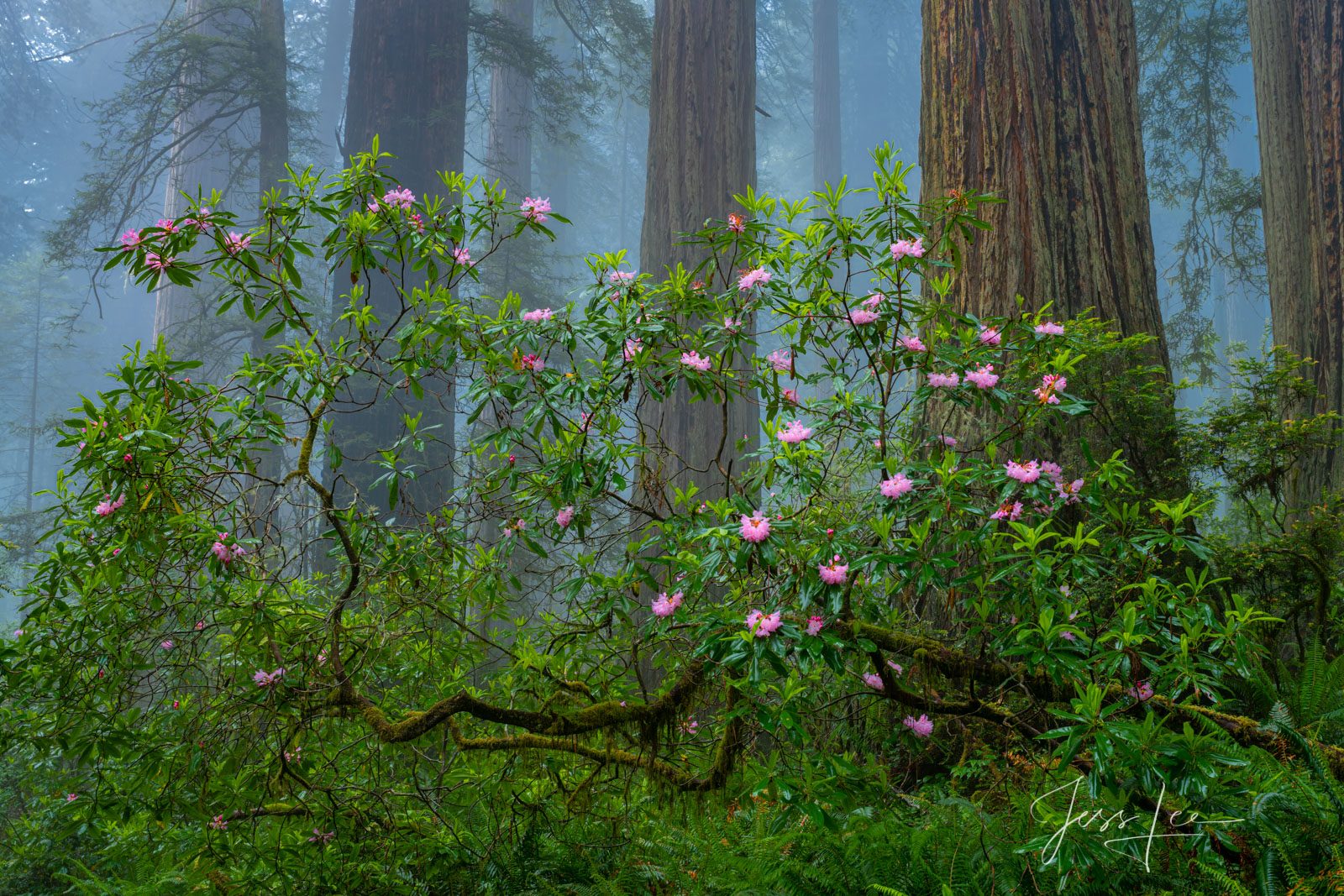 Rhododendrons and redwoods in the misty Redwood Forest.