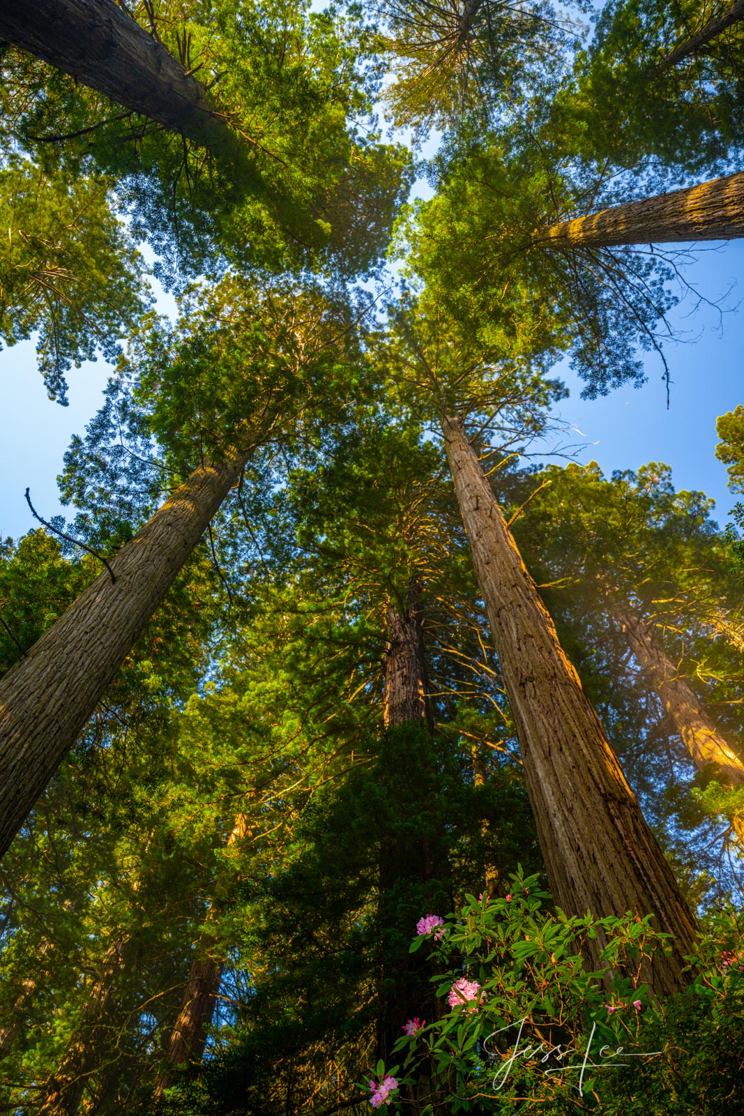 Rhododendrons and Tall redwoods in the Redwood Forest.