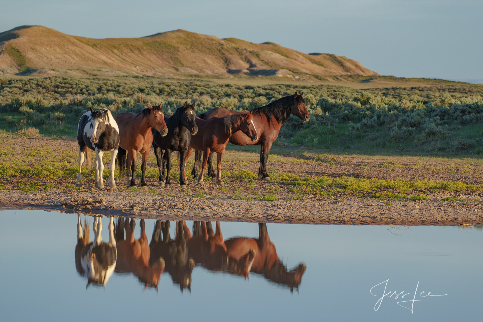 Water hole #9 Horse Photo in a Fine Art Limited Edition Photography Print for Luxury homes.