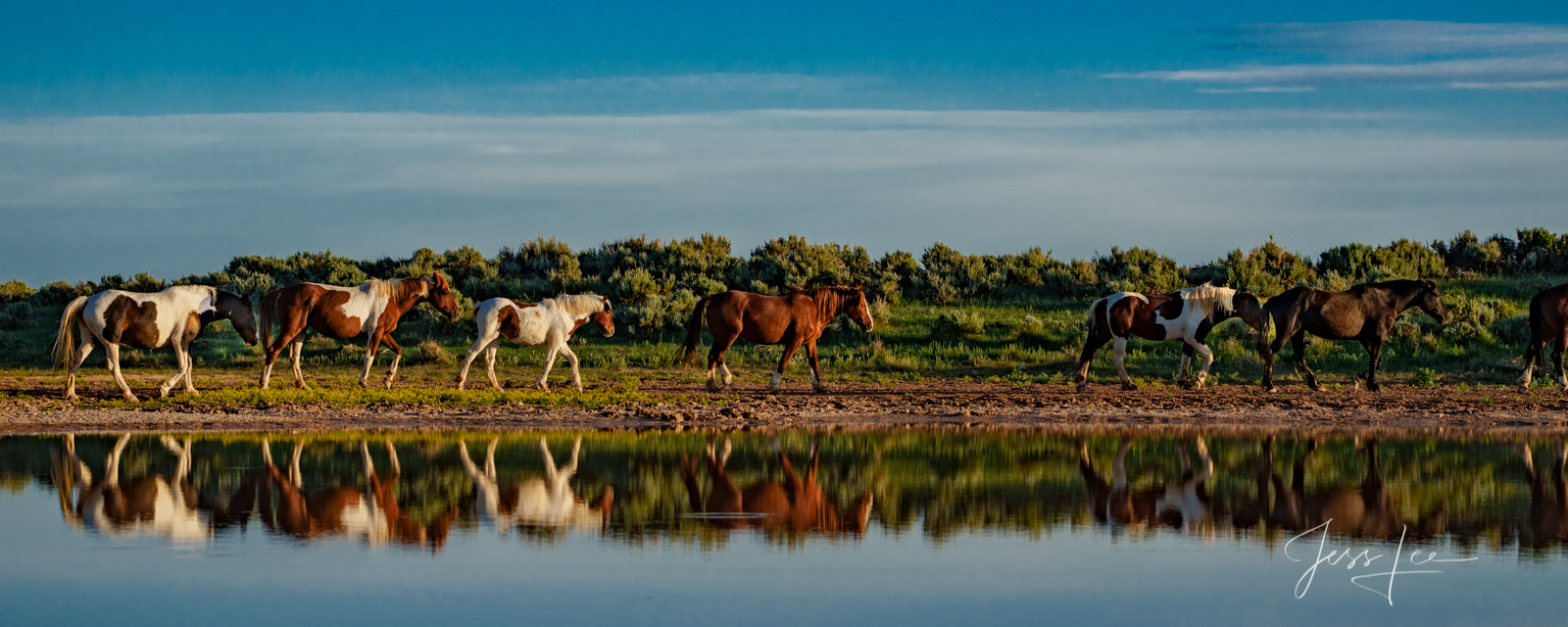 Fine Art Limited Edition Photography of Wild Herd of Mustang Horses. Wild Horses or Mustang herd at water hole. This is part...