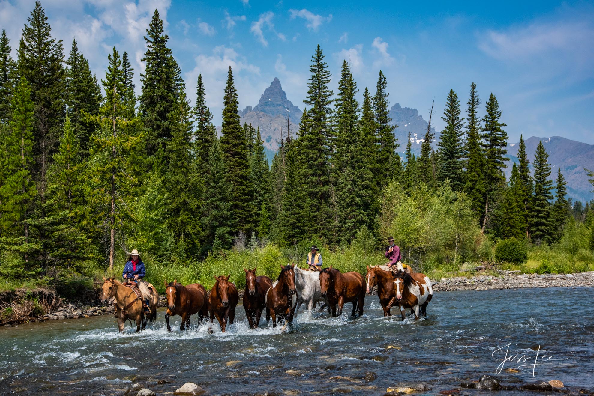 River Crossing cowboys moving horse herd across river Wyoming USA