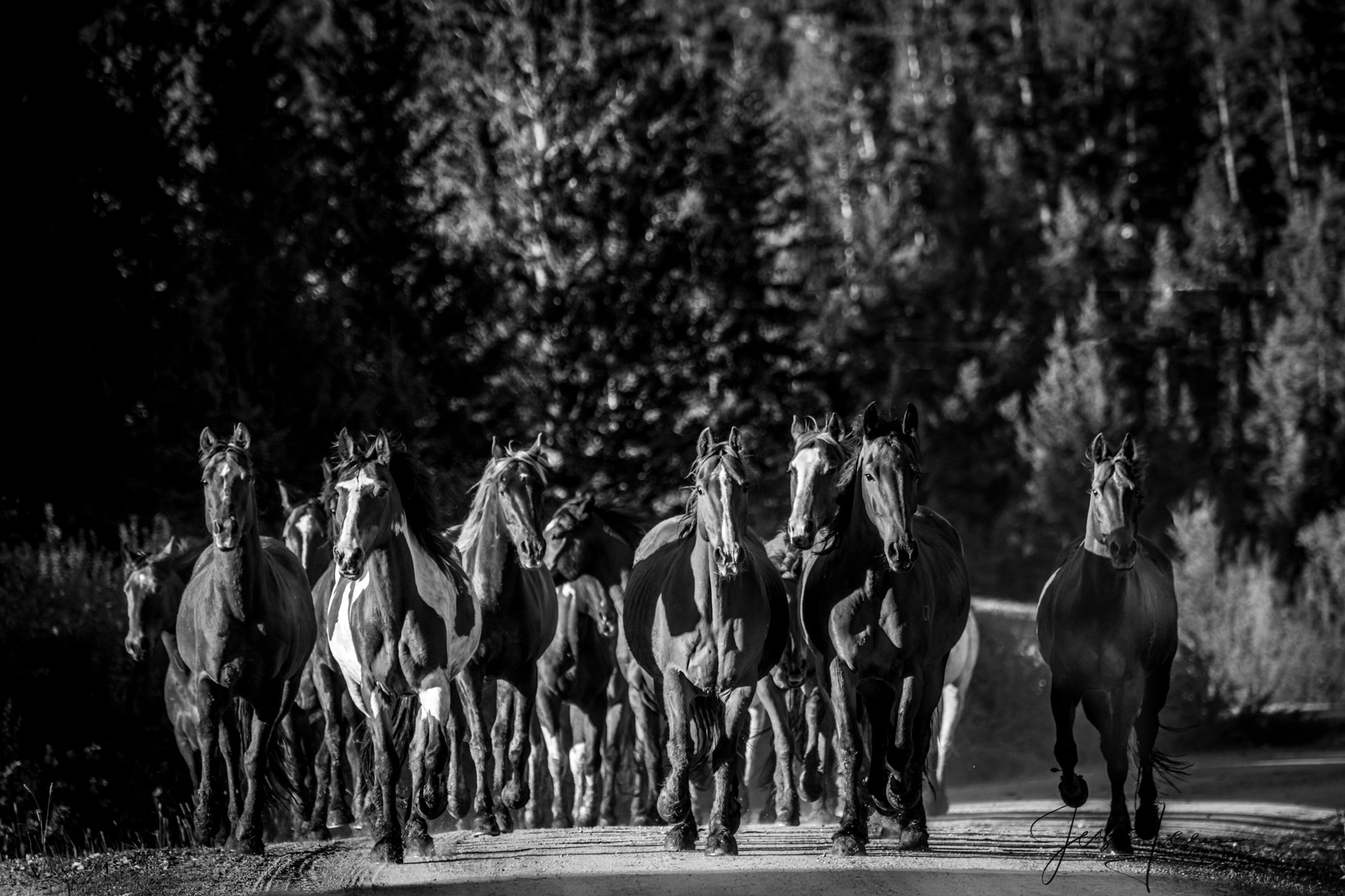 Exclusive Fine Art Black and White photo o fa herd of horses just coming into the light from the forrest.
