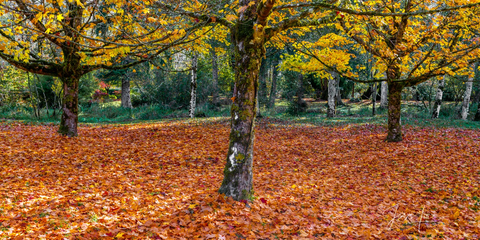 Maples Autumn Maples