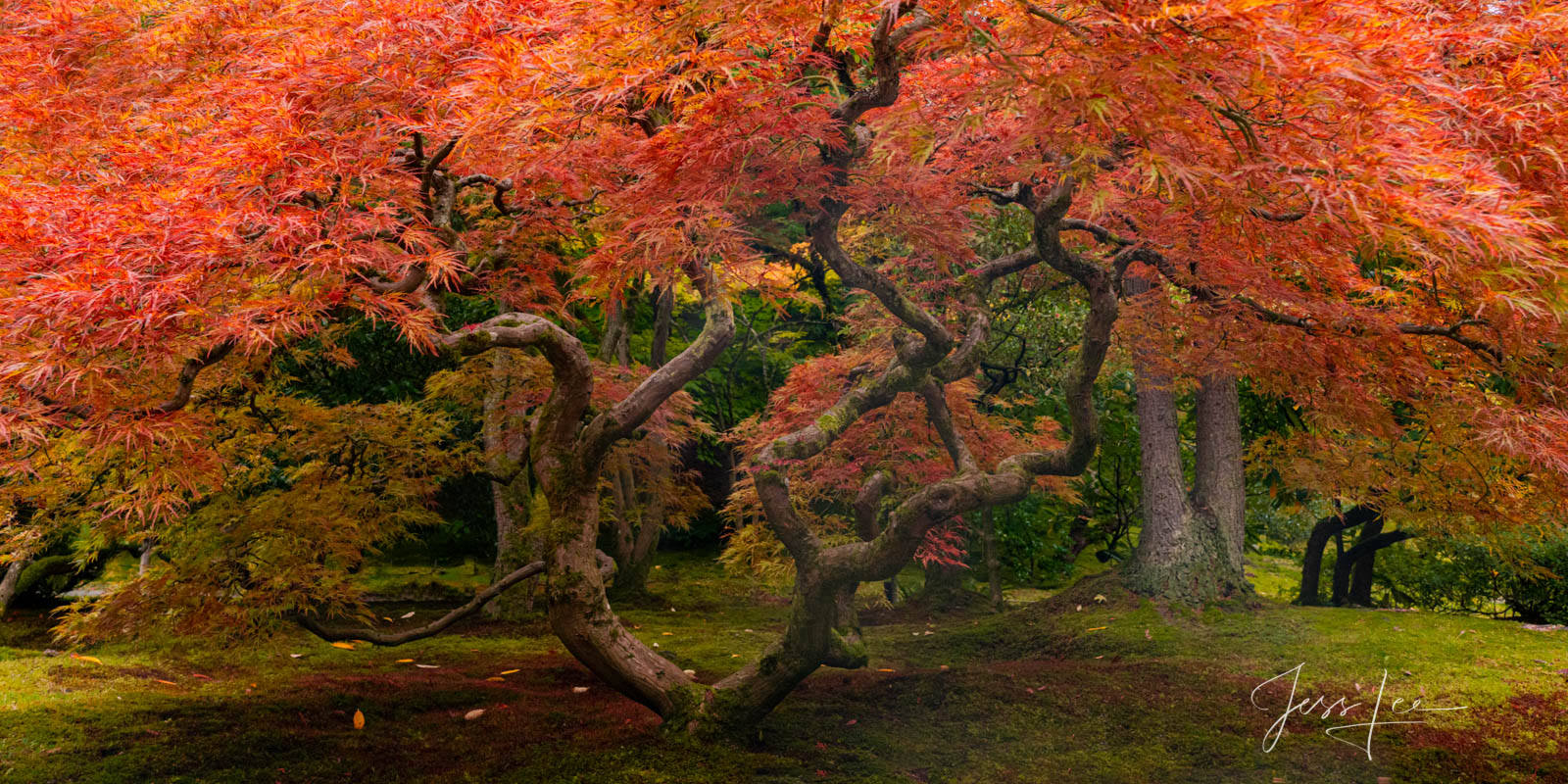 The Gathering Japanese Maple A limited edition fine art photographic print of 50 archival Museum Quality artworks of this beautiful Japanese Maple.