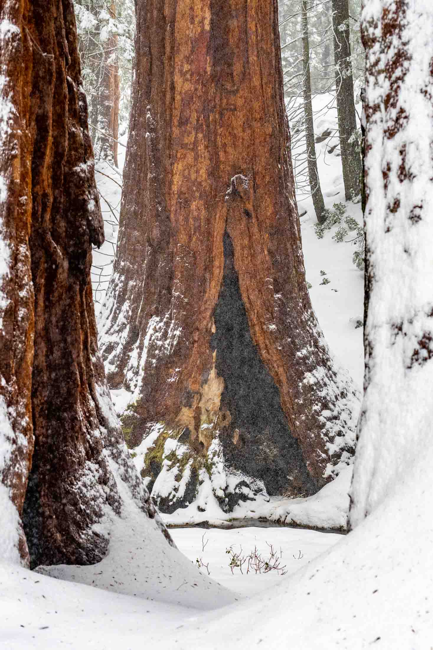 Sequoia Cavern Sequoia Cavern a Limited Edition, Fine Art, Photography Print of snowy Sequoia Redwood trees in the Sequoia National Park, California...