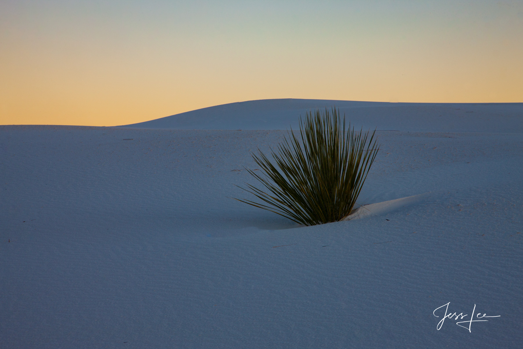 Yucca in Sand Dune