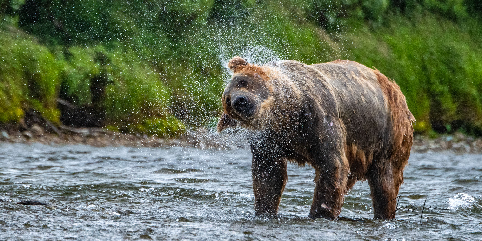 Grizzly Bear Shake Brown bear shaking off water while fishing at Katmai National Park in Alaska.