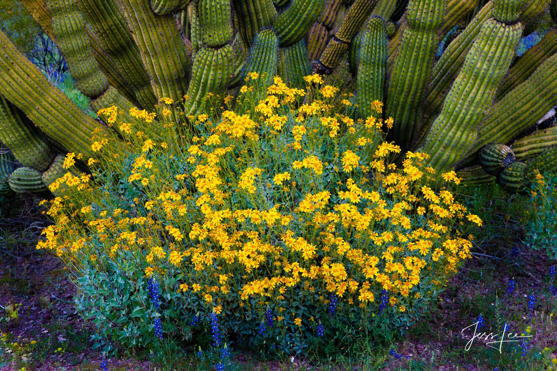 Sheltered in place Organ Pipe Cactus growing abundantly in the Arizona desert Desert Photo Print