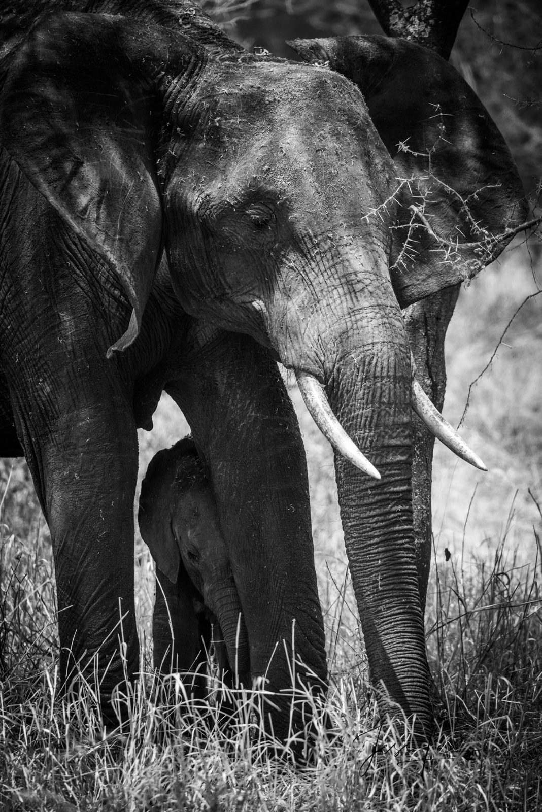 Shy baby elephant hides beneath its mom.  Bring home the power and beauty with this limited edition African Wildlife photography...
