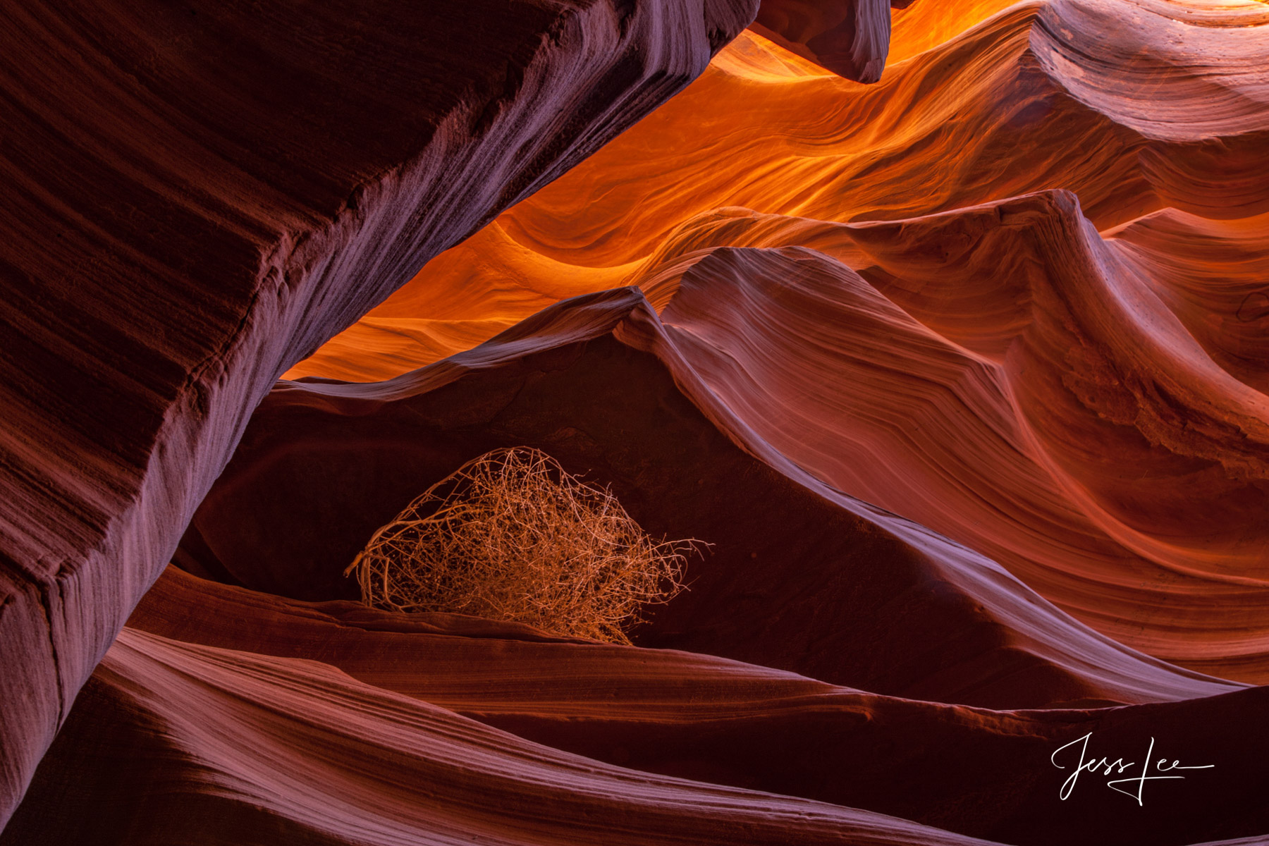 Tumbleweed blown in to Slot Canyon. 