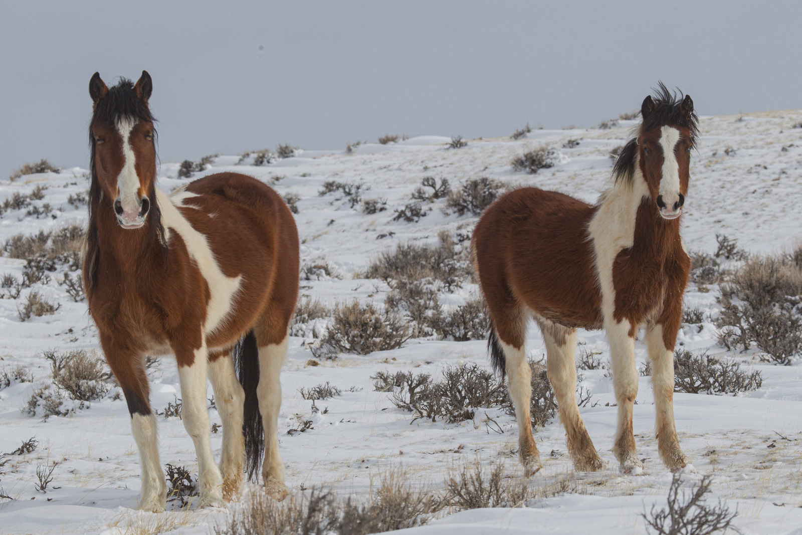 Wild Horses in Winter. Fine Art Limited Edition Prints by Jess Lee. Bring home the beauty Order yours Today.