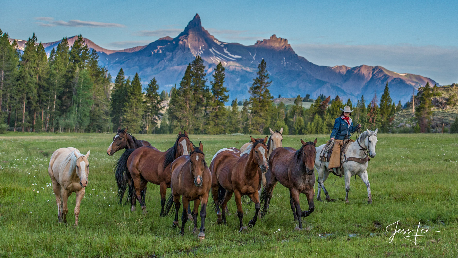 Fine Art Limited Edition Photography of Cowgirl moving a horse herd in Wyoming Wyoming cowgirl moving her horse herd to a new...