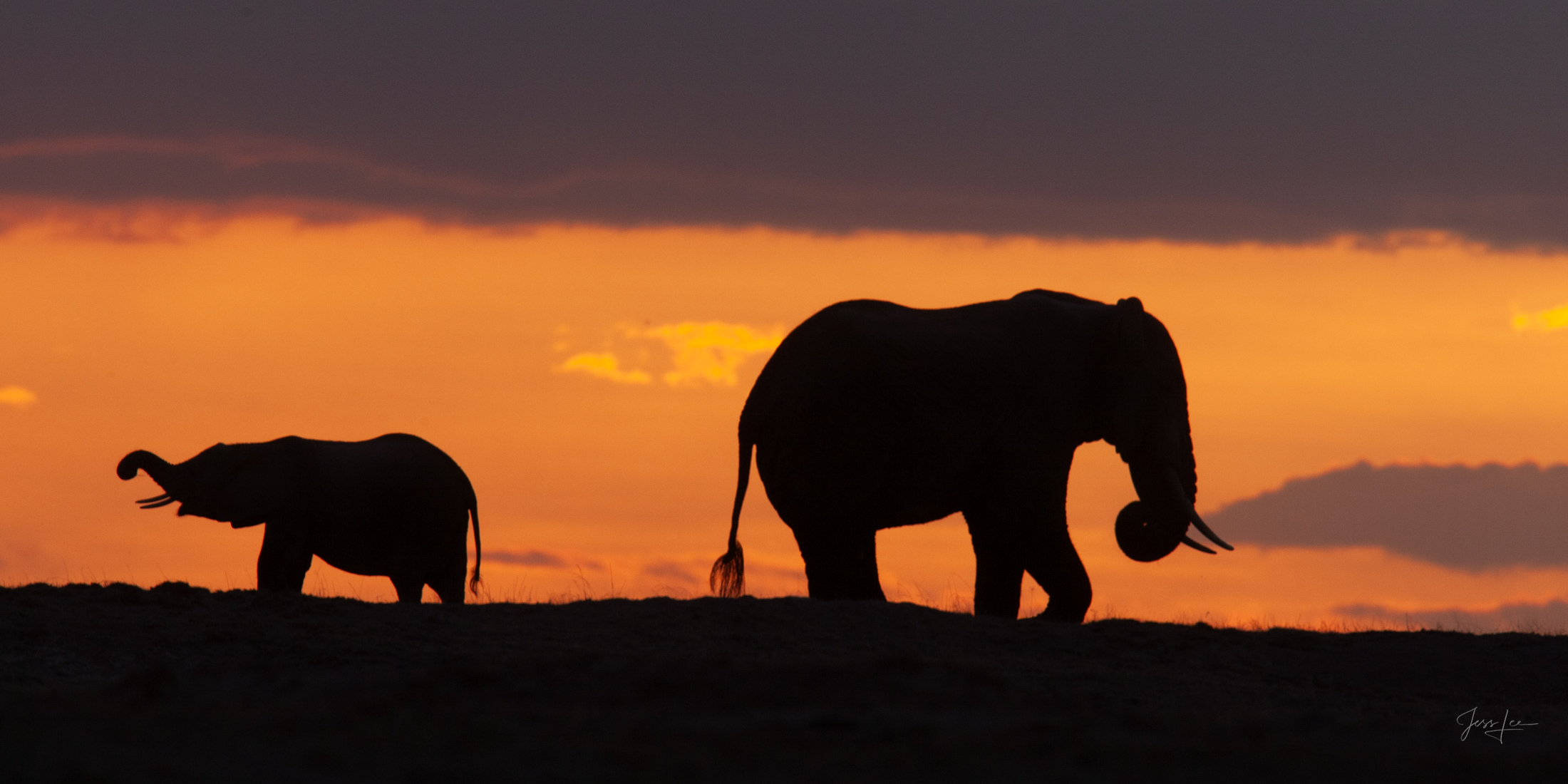 Elephant Cow and Calf at sunset fine art limited edition print.