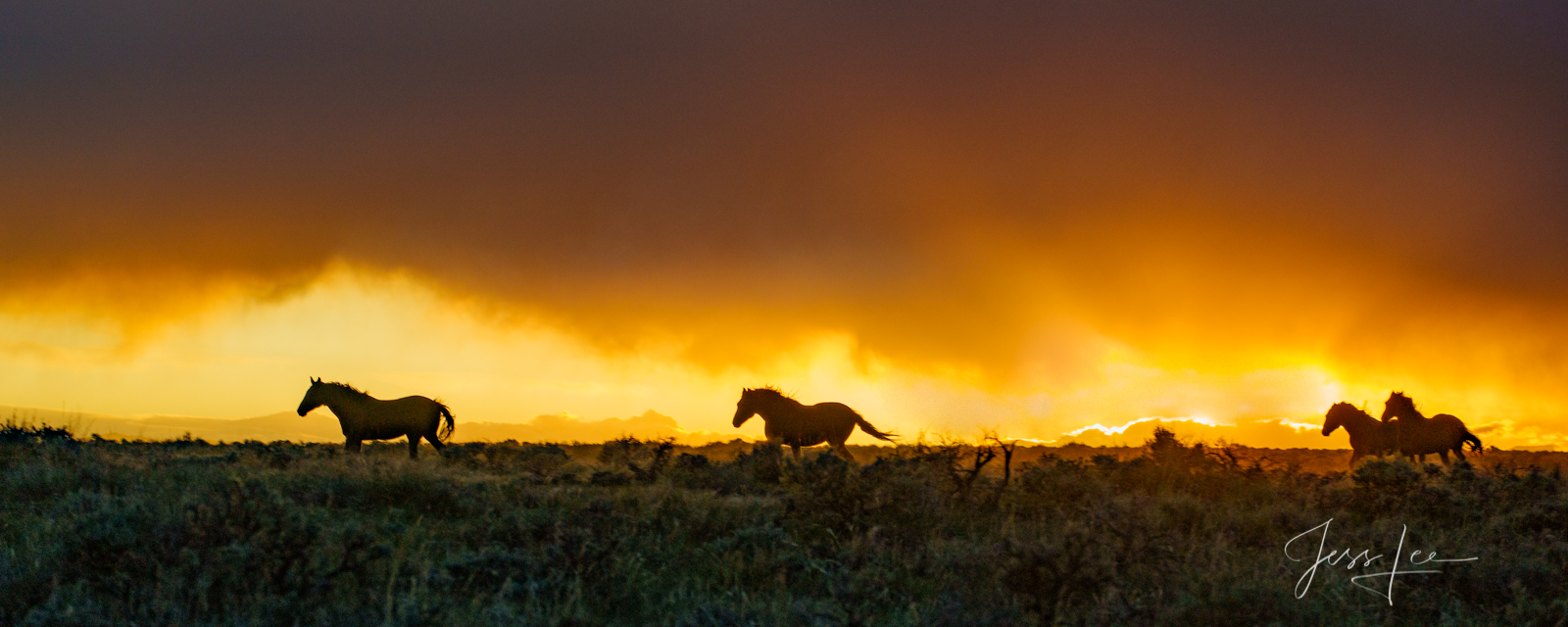 Fine Art Limited Edition Photography of Wild Herd of Mustang Horses. Wild Horses or Mustang herd running during a sunset storm...