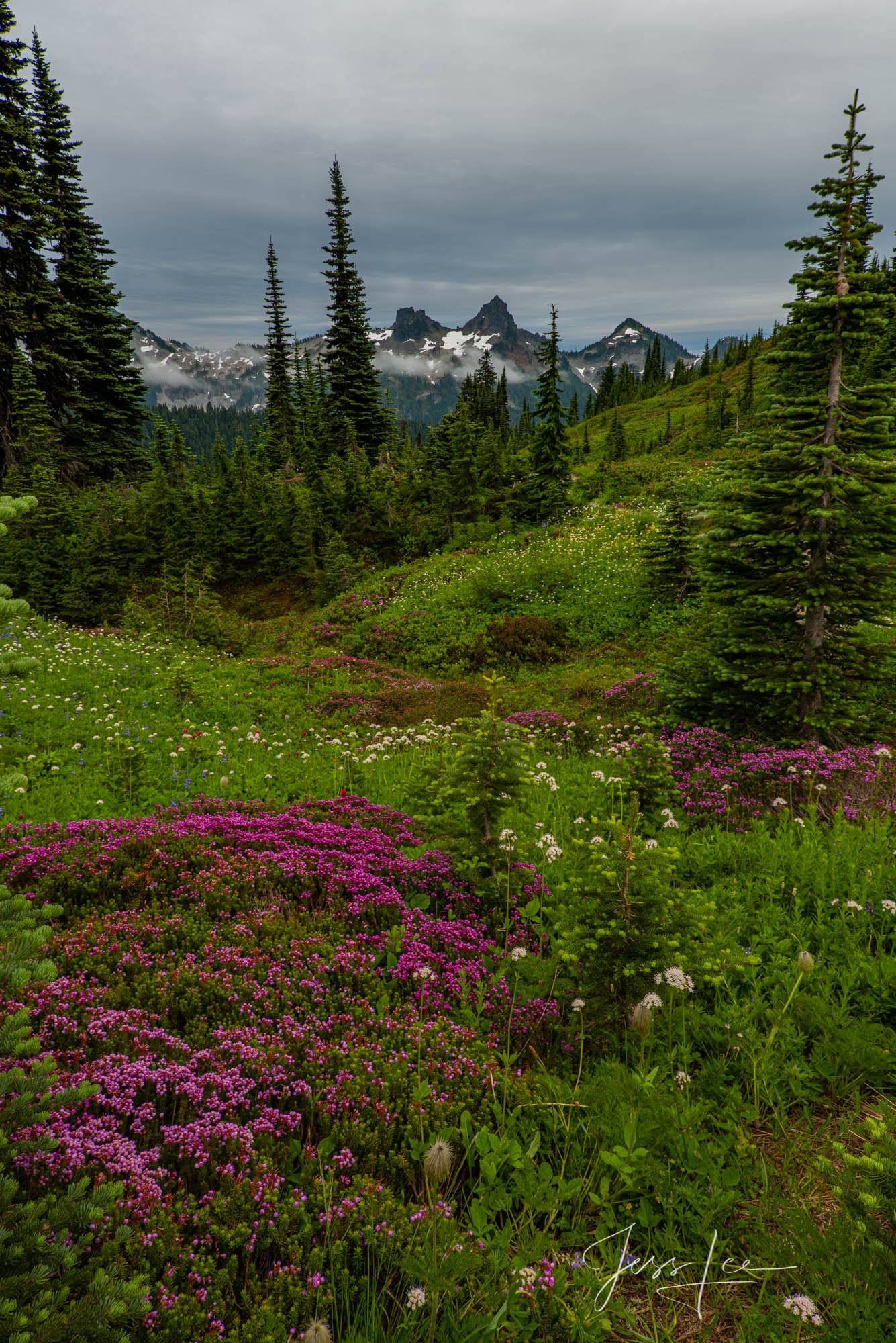 Mount Rainer Photograph Fine Art Print of summer blue color flowers and snow capped mountain photo. wall art