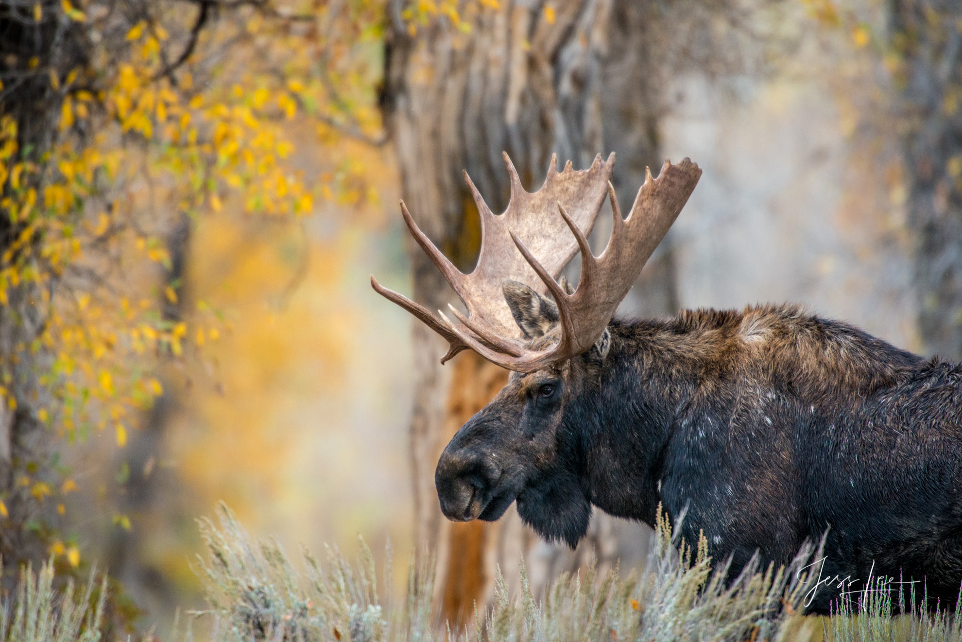 Jackson Hole Bull Moose Limited Edition of 800 Exclusive high-resolution Museum Quality Fine Art Prints of Wildlife Photography...