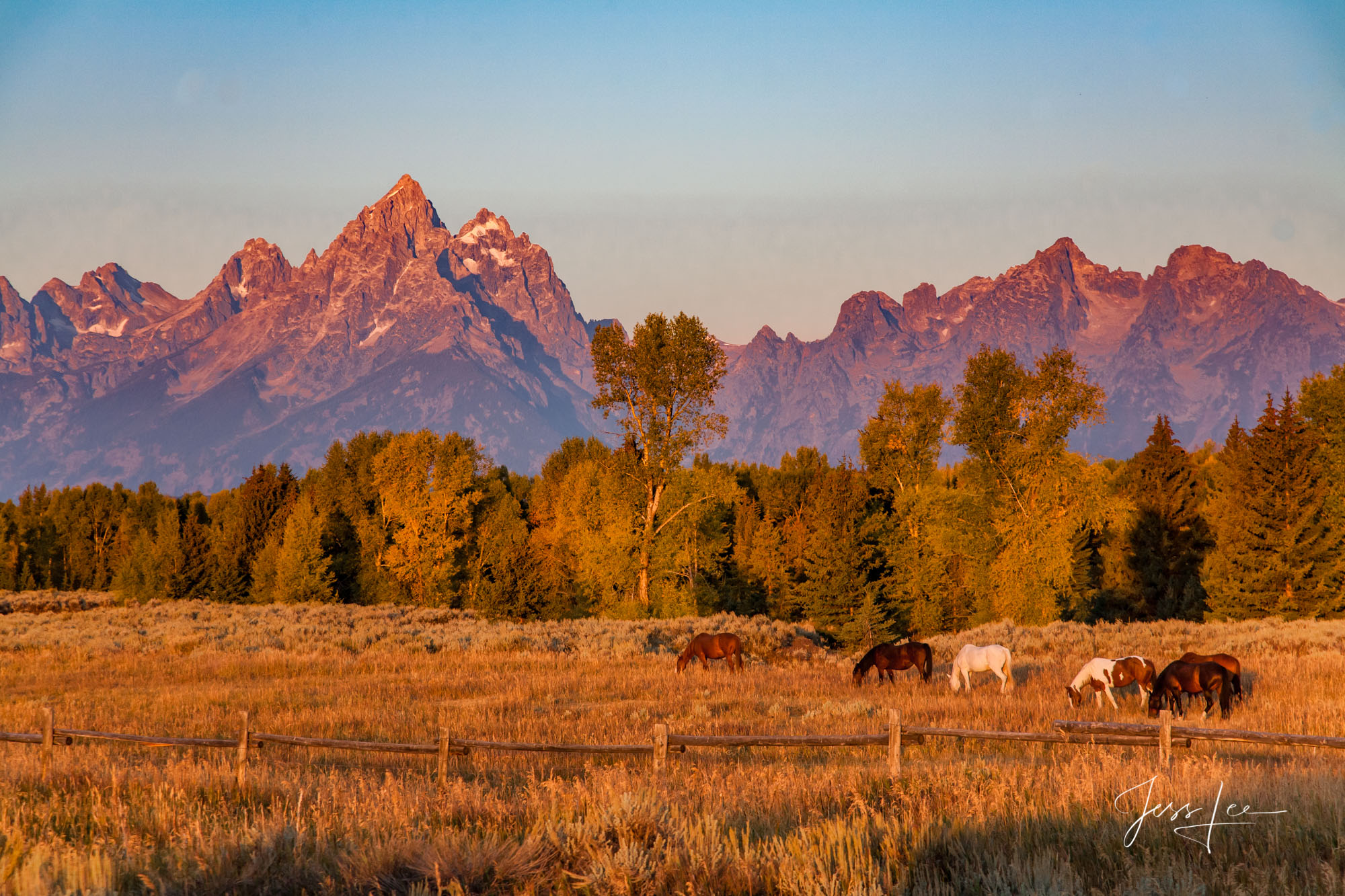 Fine Art Limited Edition Print of 250 Sunrise hitting the tops of the Teton Mountain Range as a herd of horses peacefully graze...