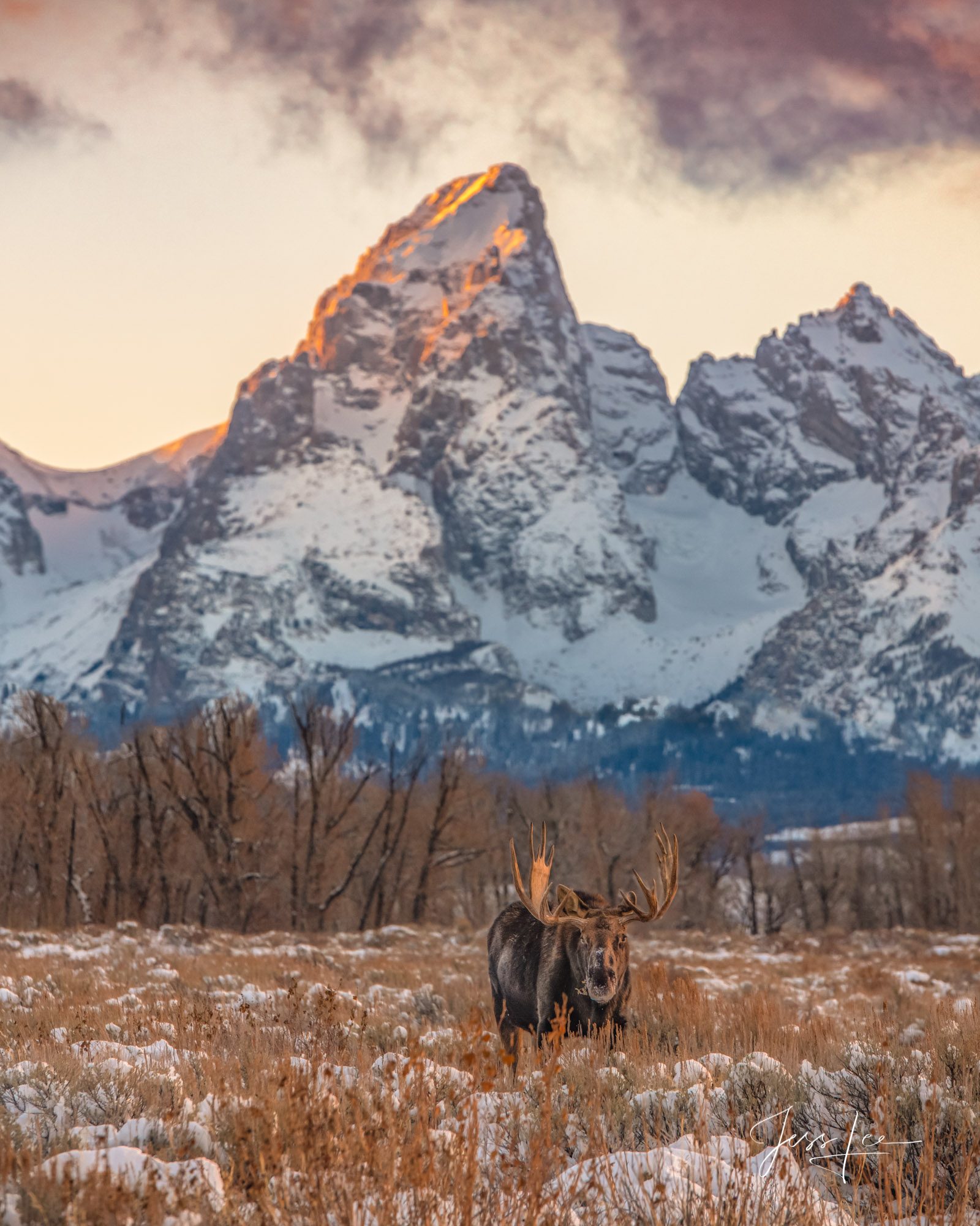 Winter Moose in the Tetons Grand Teton Moose Photography Print