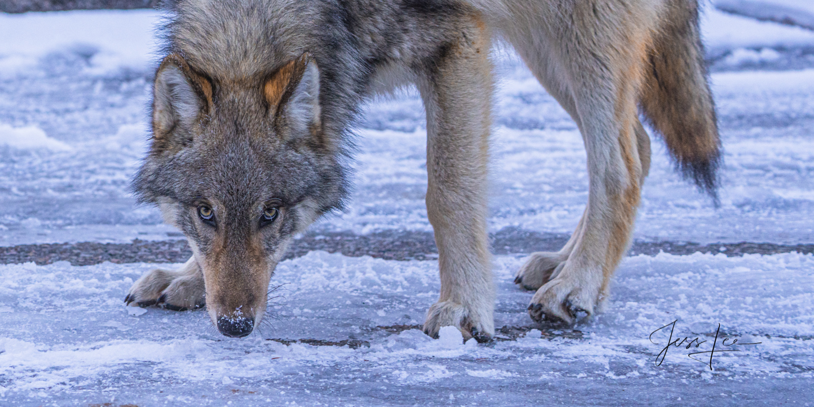 Curious wolf in Grand Teton Park. A limited edition wild wolf photography Print by Jess Lee