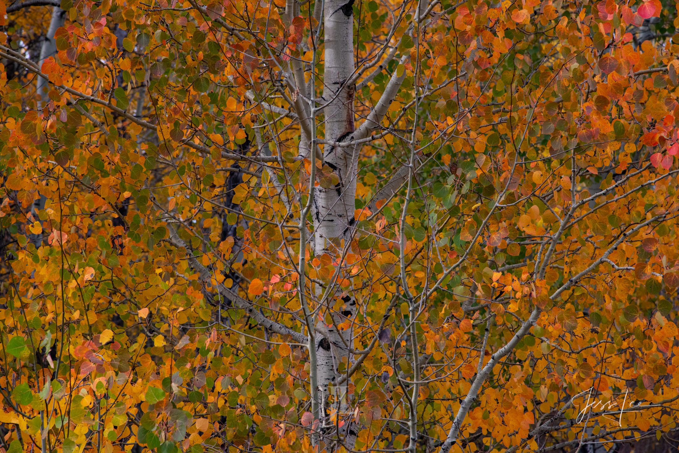 Grand Teton Photo Print 12 A Grand Teton photo fine art print of beautiful Photography and Pictures in large format museum-quality Acrylic or metal wall art
