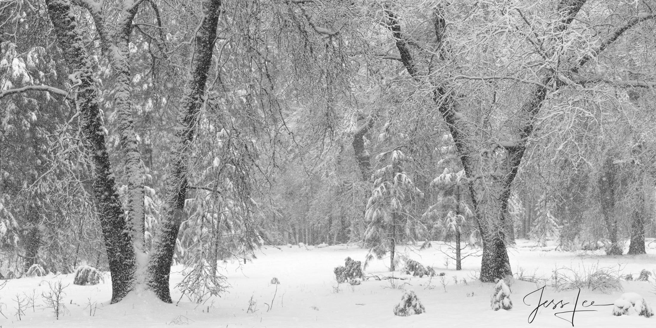 It almost seems like a childhood joy that I find in the early morning search for a new image on snowy mornings hoping to stumble...