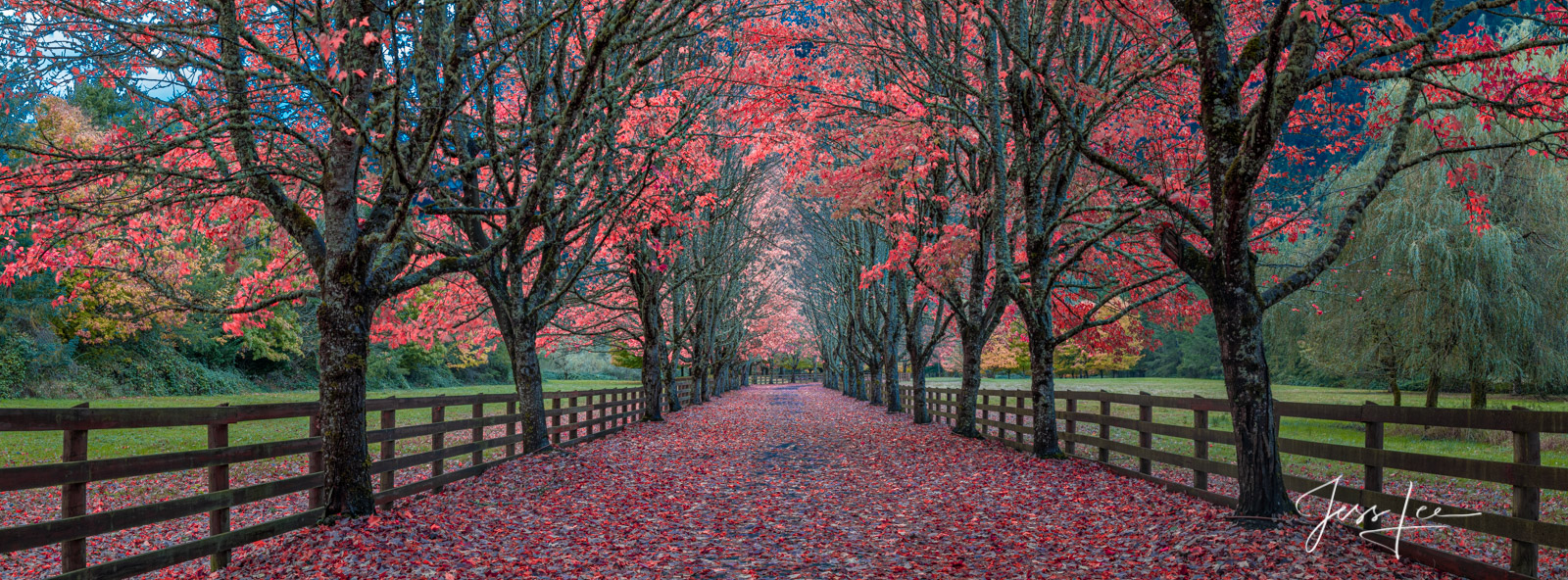 A limited edition fine art photographic print of 50 archival Museum Quality artworks of this beautiful autumn driveway.  The...