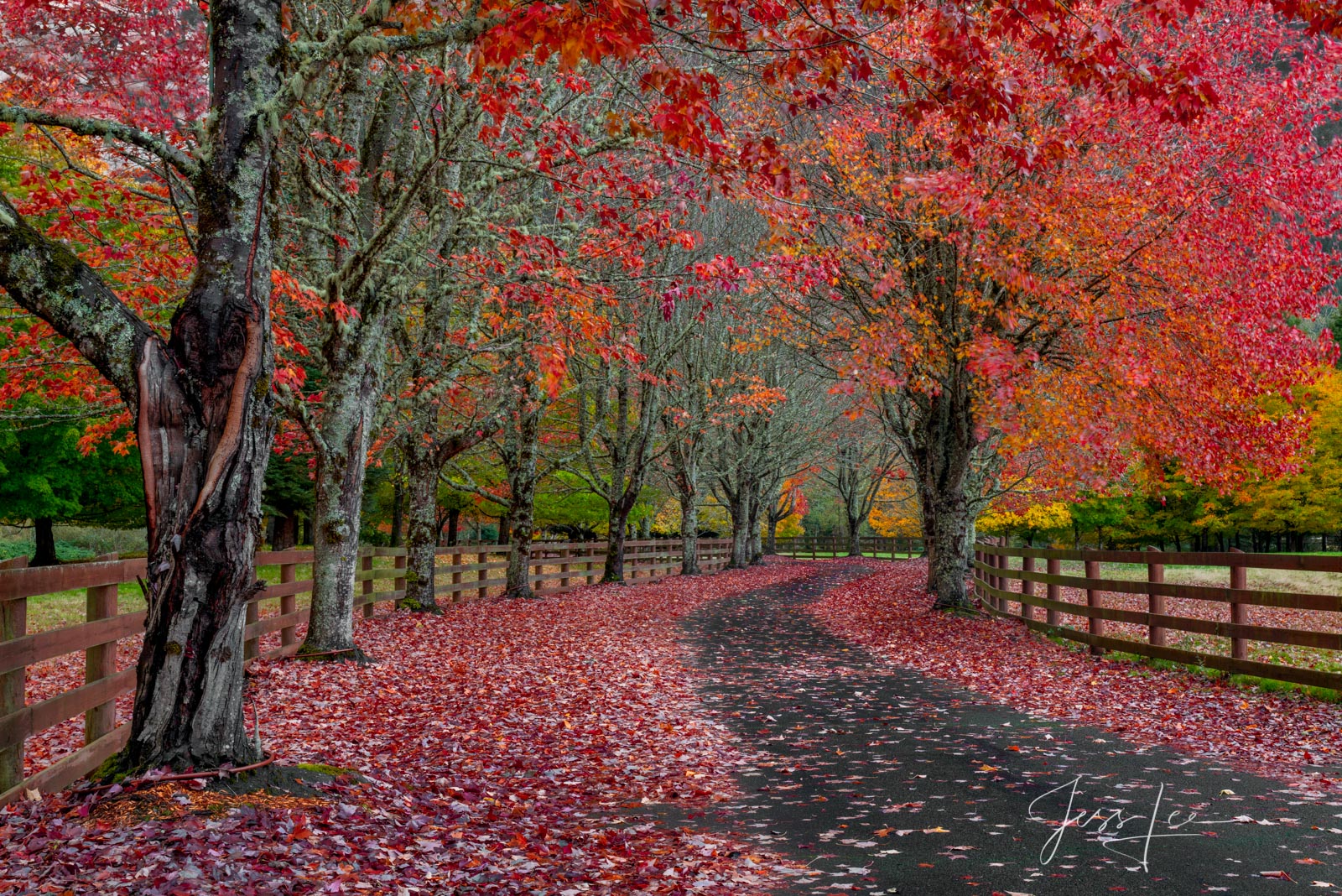 Let your mind drift and take you into this calming autumn path with this Limited Edition of 50 fine art prints of the Red Way...