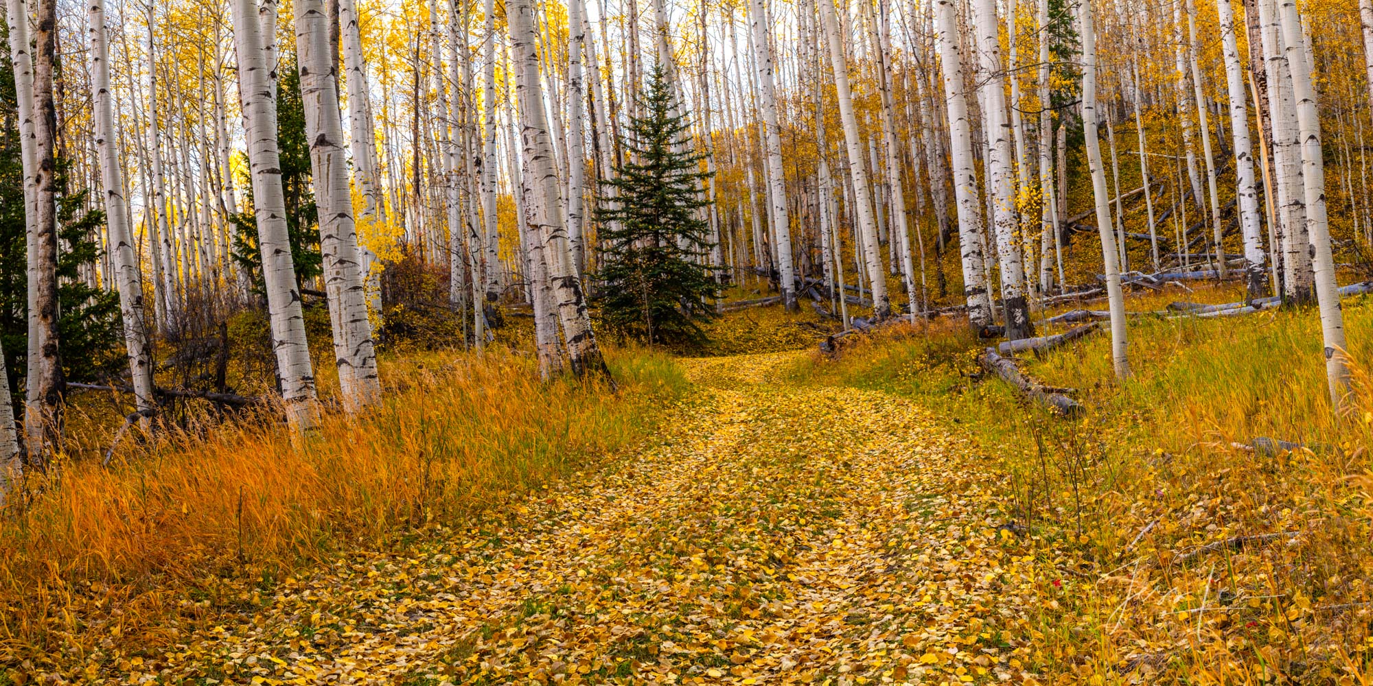 Autumn Path in the Aspen Grove Aspen Lined Road with golden aspen fall leaves covering the path. A limited Editon wall art print,