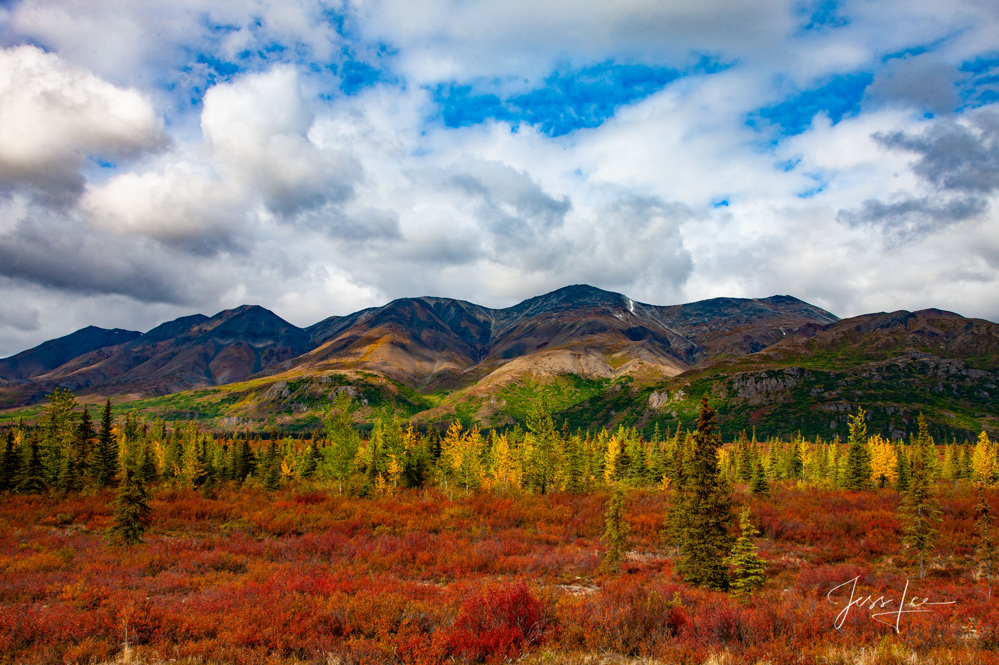 Trees turning autumn colors in the Alaskan wilderness. 