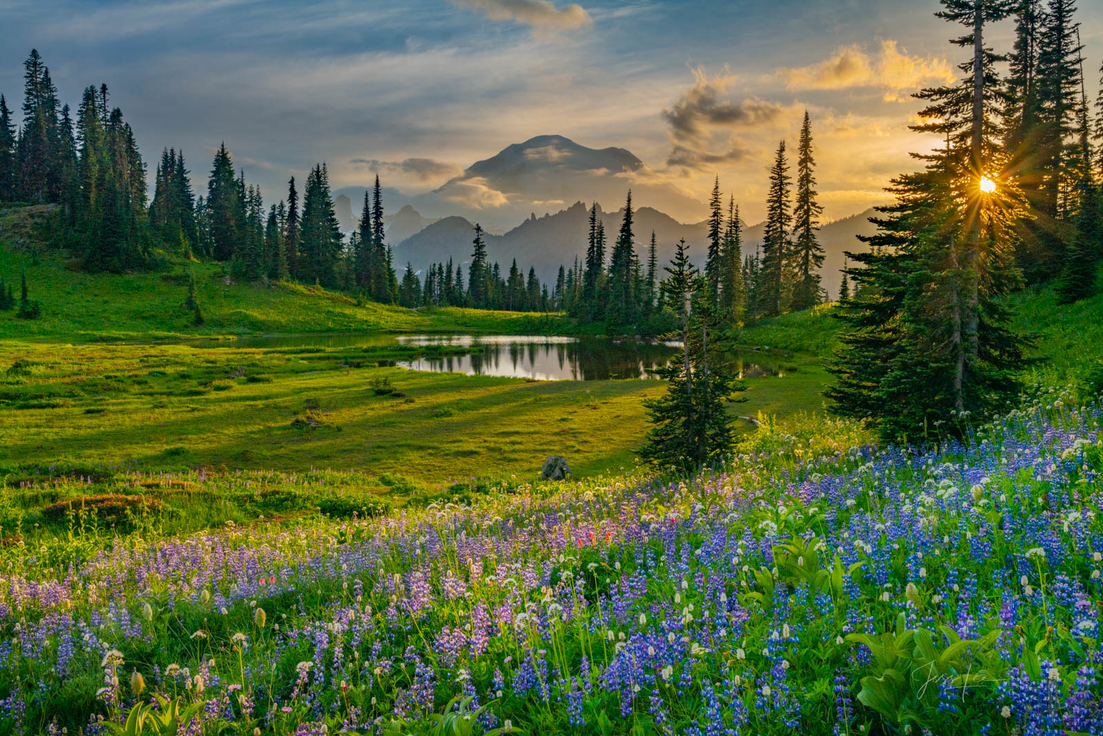 Mount Rainer Photograph Fine Art Print of summer flowers blue color and snow capped mountain photo at sunset.