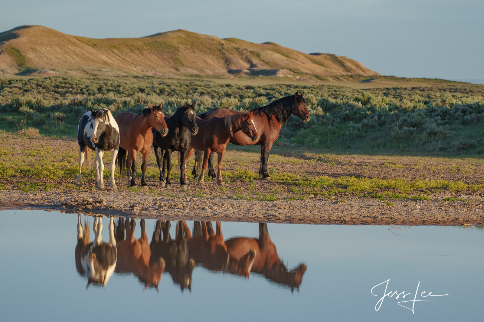 Reflection Horses Reflection of Mustangs