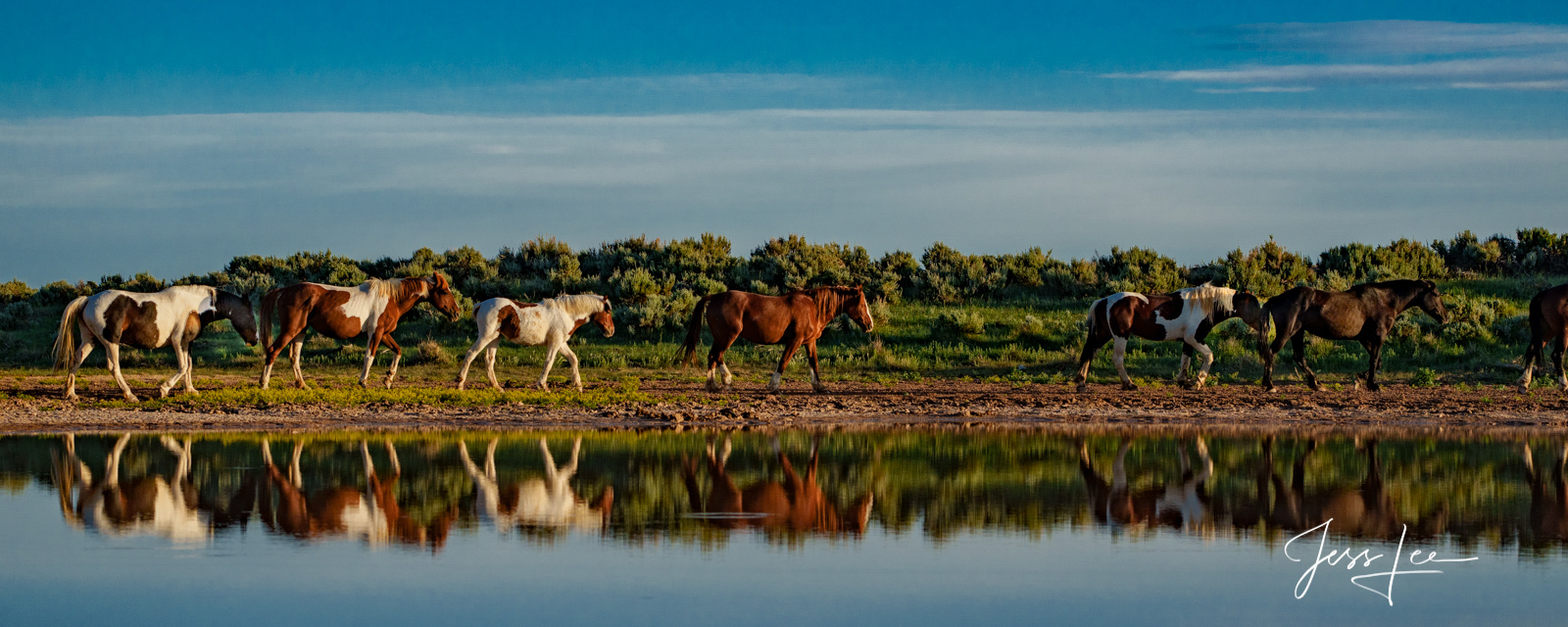 Panoramic Reflection Fine Art Limited Edition Photography of Wild Herd of Mustang Horses. Wild Horses or Mustang herd panoramic reflection. This is...
