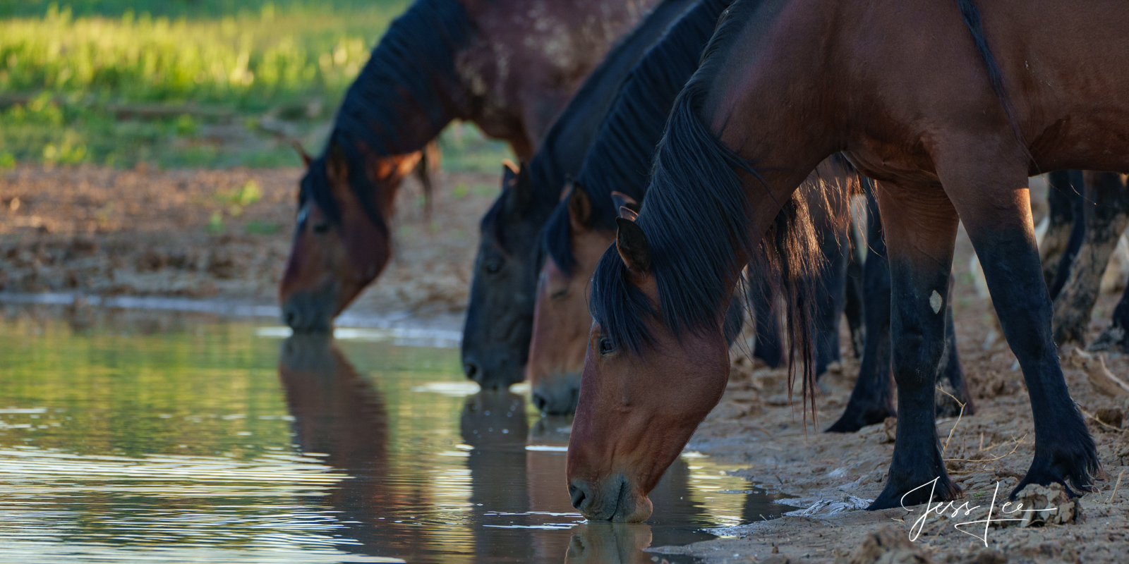 Waterhole #3 Fine Art Limited Edition Photography of Wild Herd of Mustang Horses. Wild Horses or Mustang herd drinking. This is part of the...