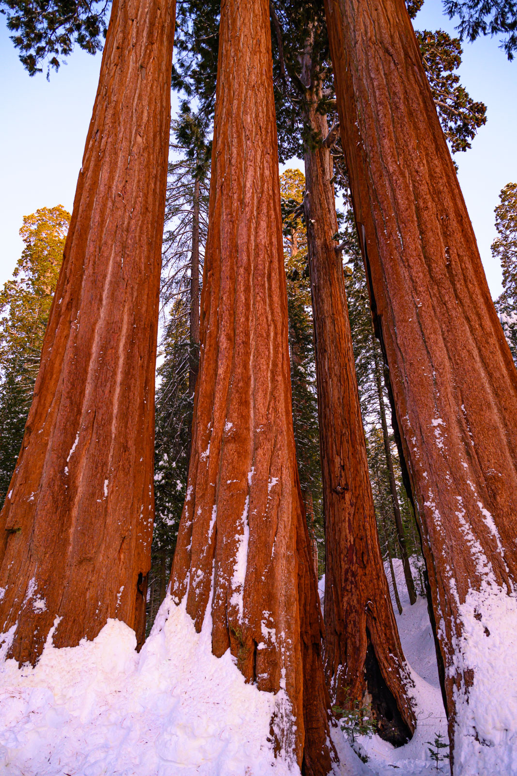 Tall Sequoia Trees in snow