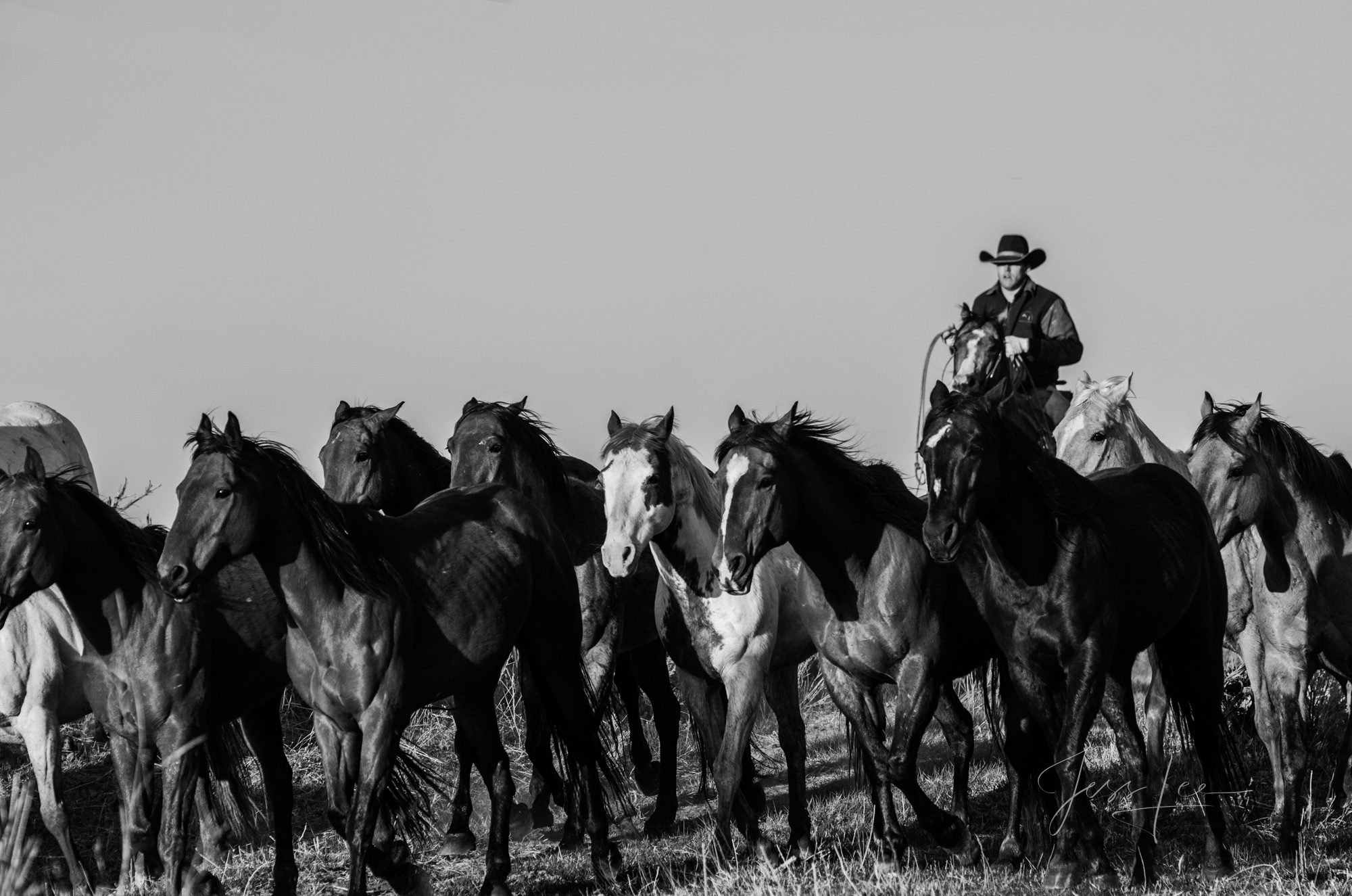 Fine Art Limited Edition Photo Prints of Cowboys, Horses, and life in the West.  Cowboy pictures in black and white. Head em...